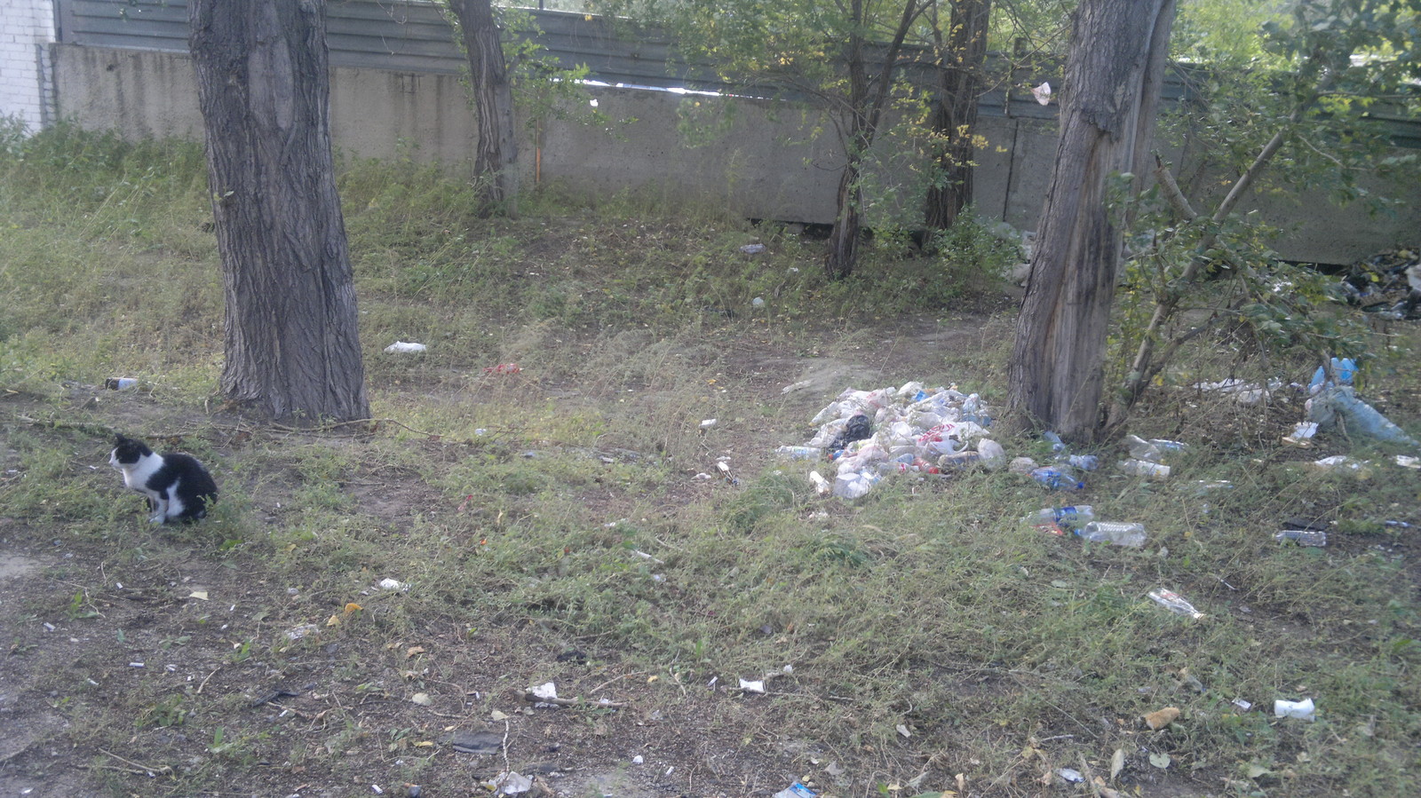 Different types of town - My, Kazakhstan, Pavlodar, cat, Trash can, , Vandalism, Longpost