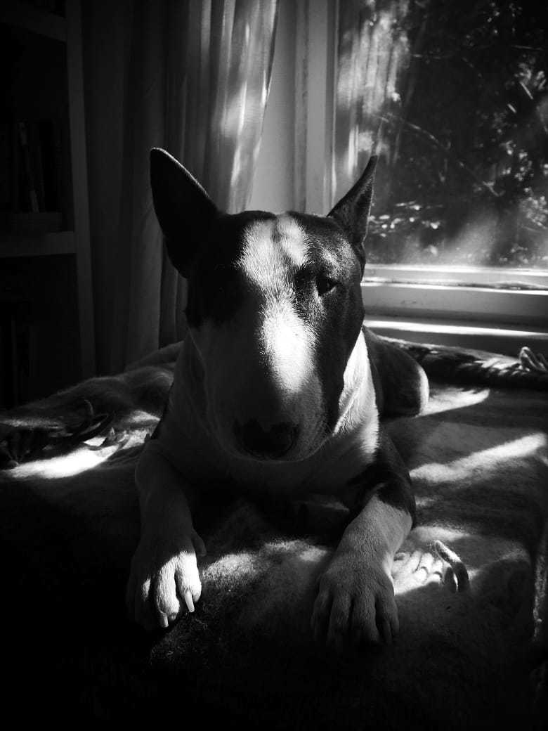 That's the same dog... - My, Bull terrier, MiniBul terrier, Dog, Pet, Longpost, Pets