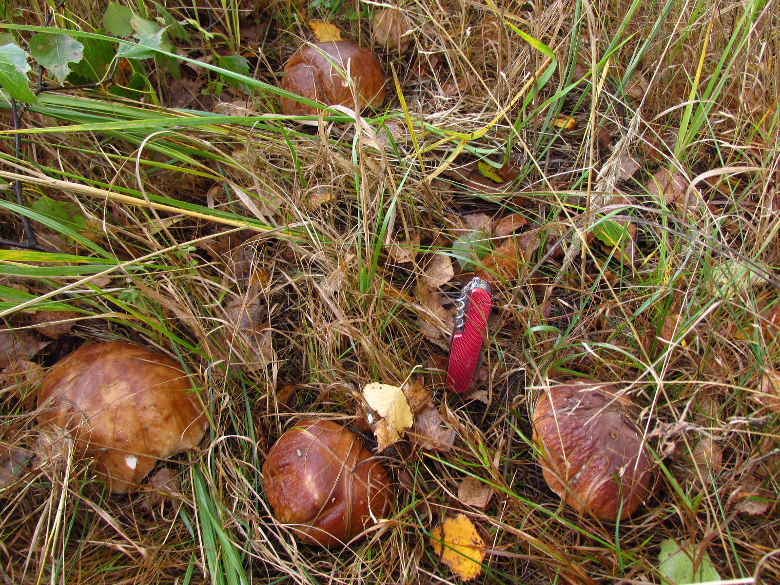 Do you see the gopher? .. - My, White, Mushrooms, Подмосковье, Disguise, OnOff, Longpost