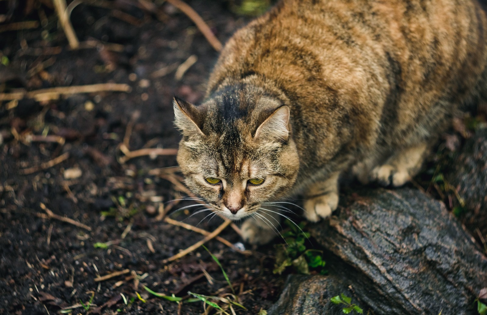 Уличные котики, часть 1. - Моё, Кот, Животные, Улица, Город, Фотография, Грусть, Canon, Глаза, Длиннопост