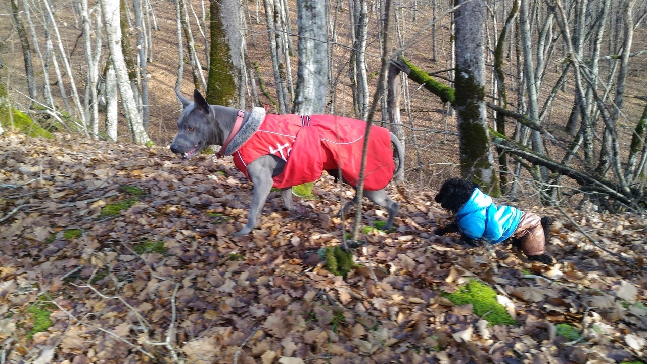 Autumn hike with dogs on Mount Shize - My, Krasnodar, Hike, Dog, Yellow-Green, 