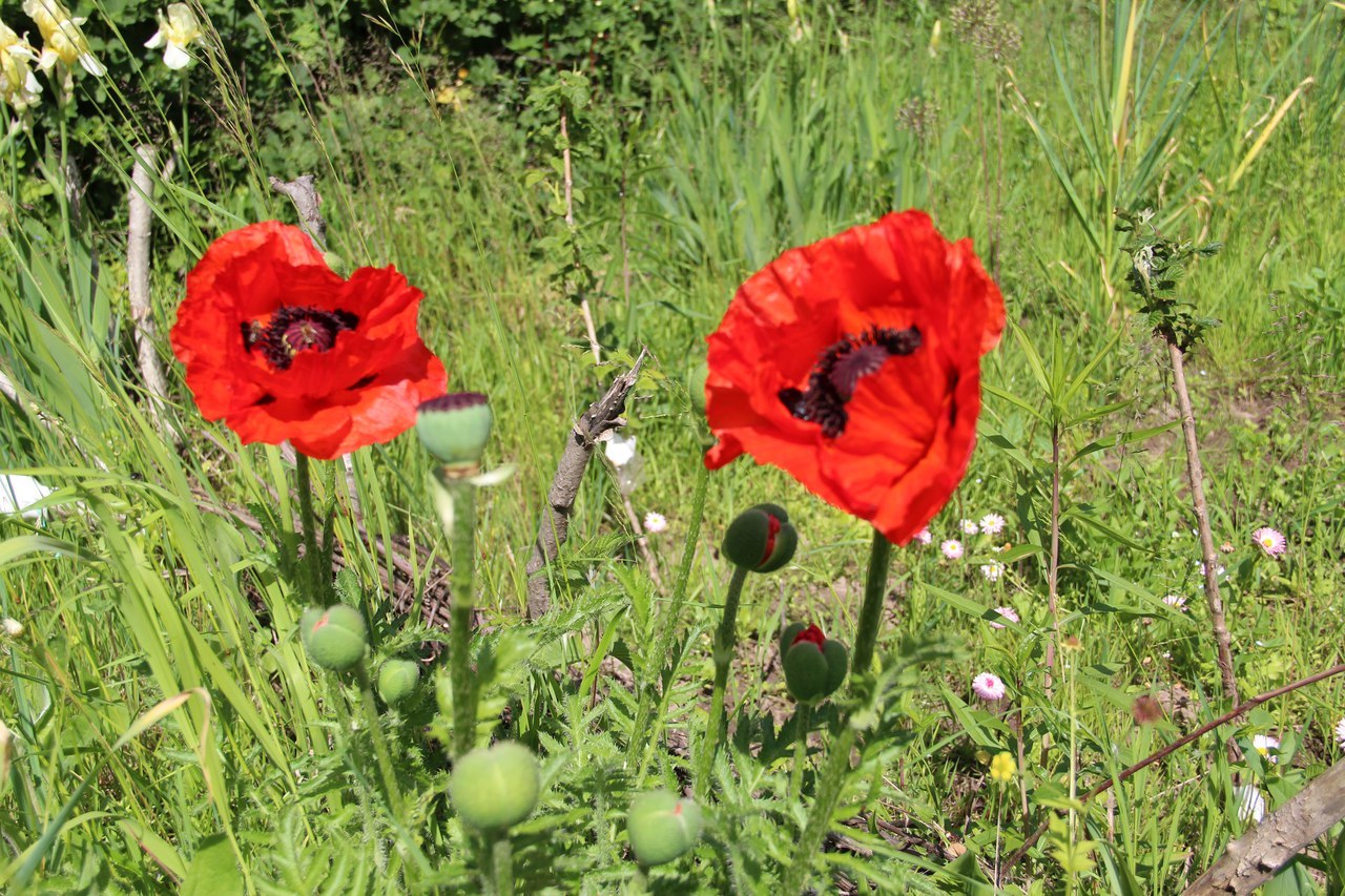 My darling ... - My, Poppy, Bees, Longpost