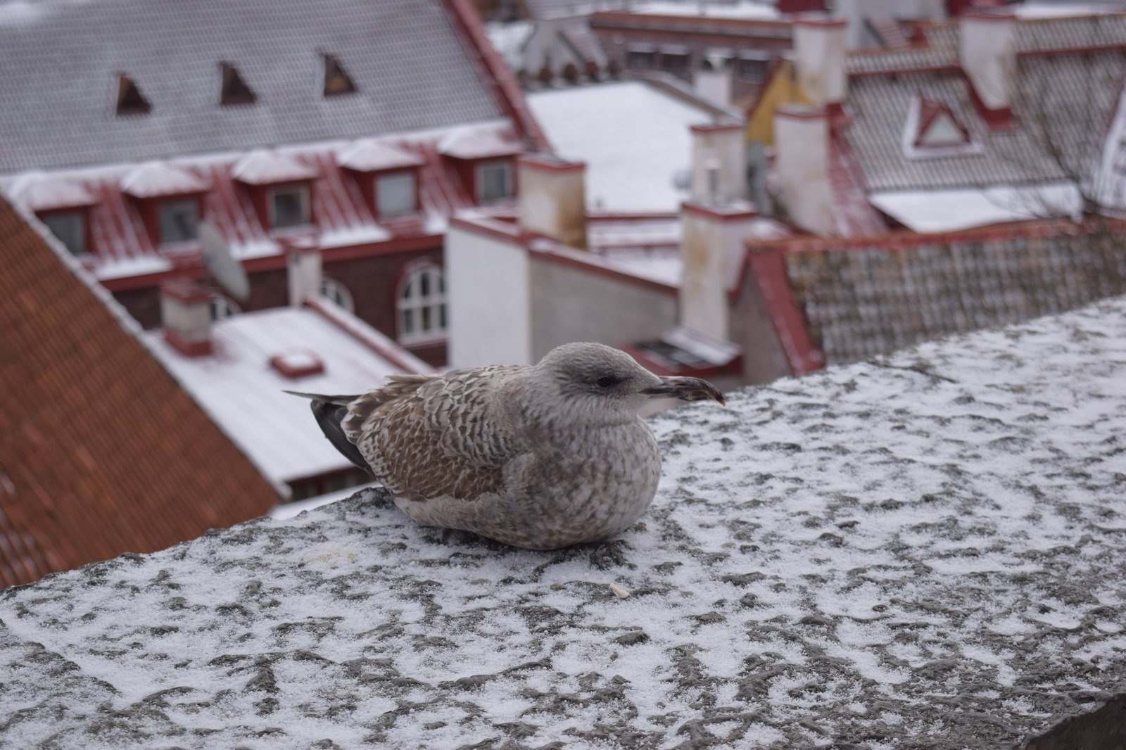 Photo walks in Tallinn - My, Tallinn, The photo, My, Beginning photographer, Longpost