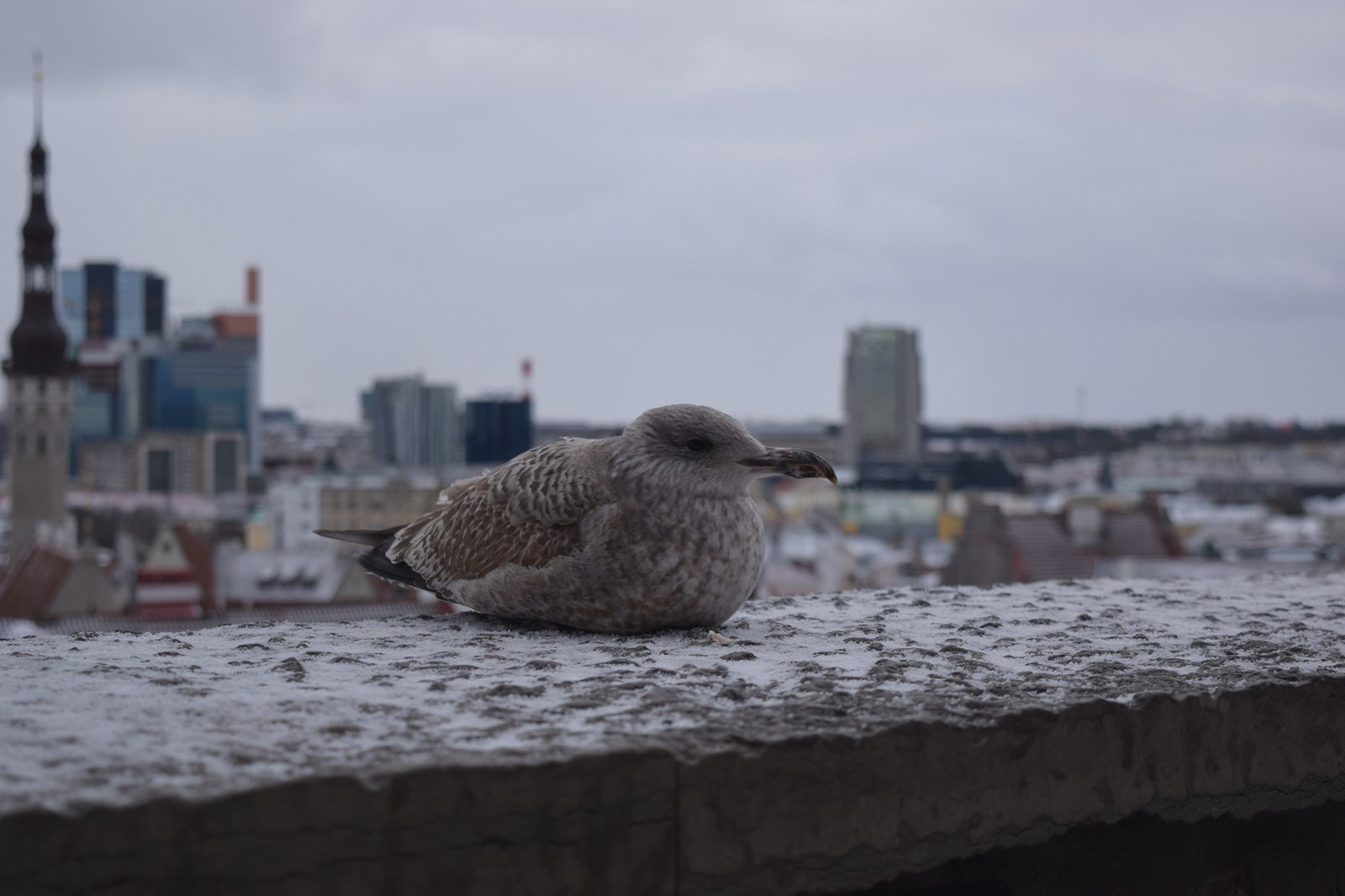 Photo walks in Tallinn - My, Tallinn, The photo, My, Beginning photographer, Longpost