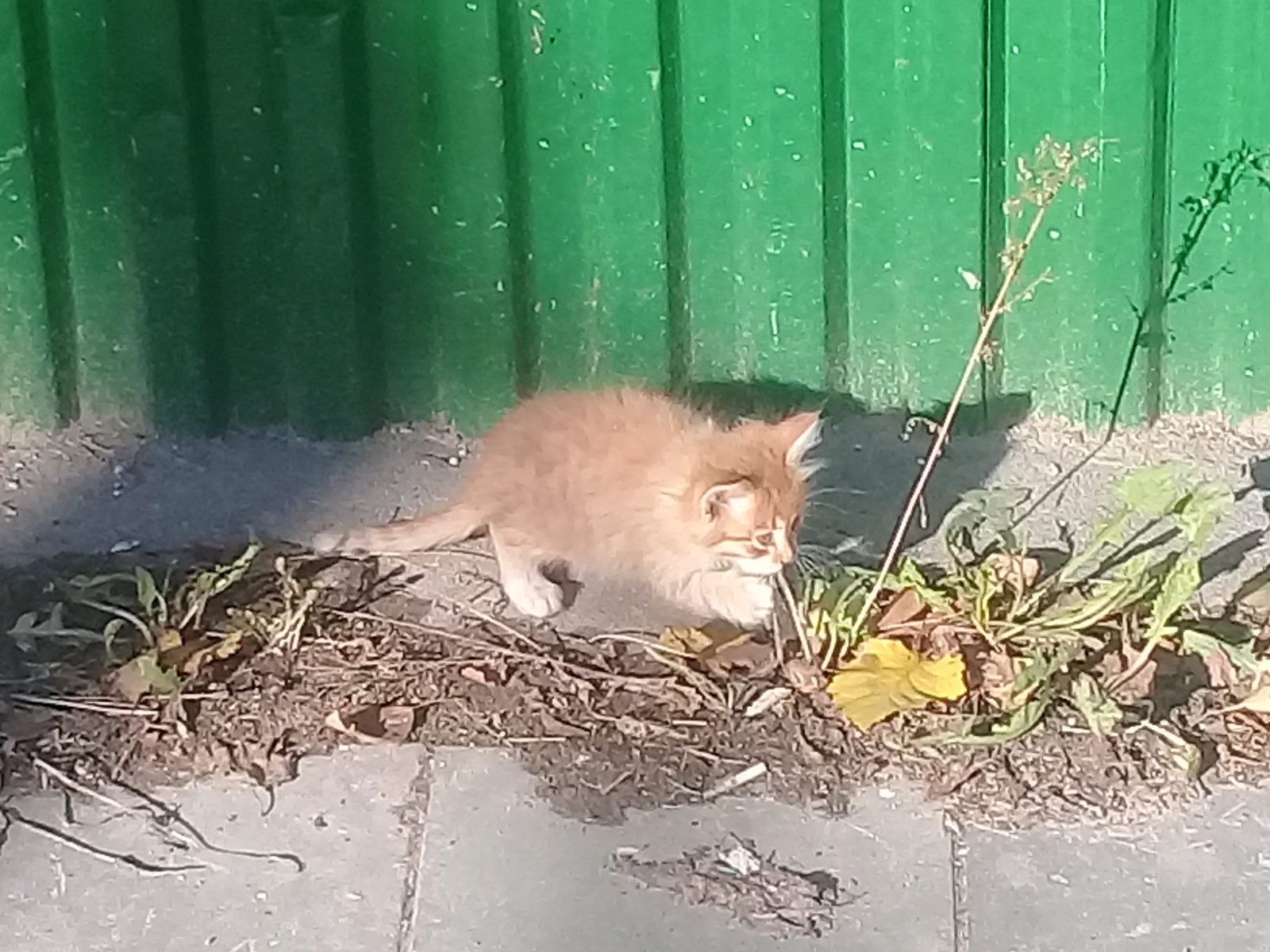 Рыжий-рыжий октябренок - Моё, Котомафия, Котята, Жизнь кошек, Длиннопост, Кот