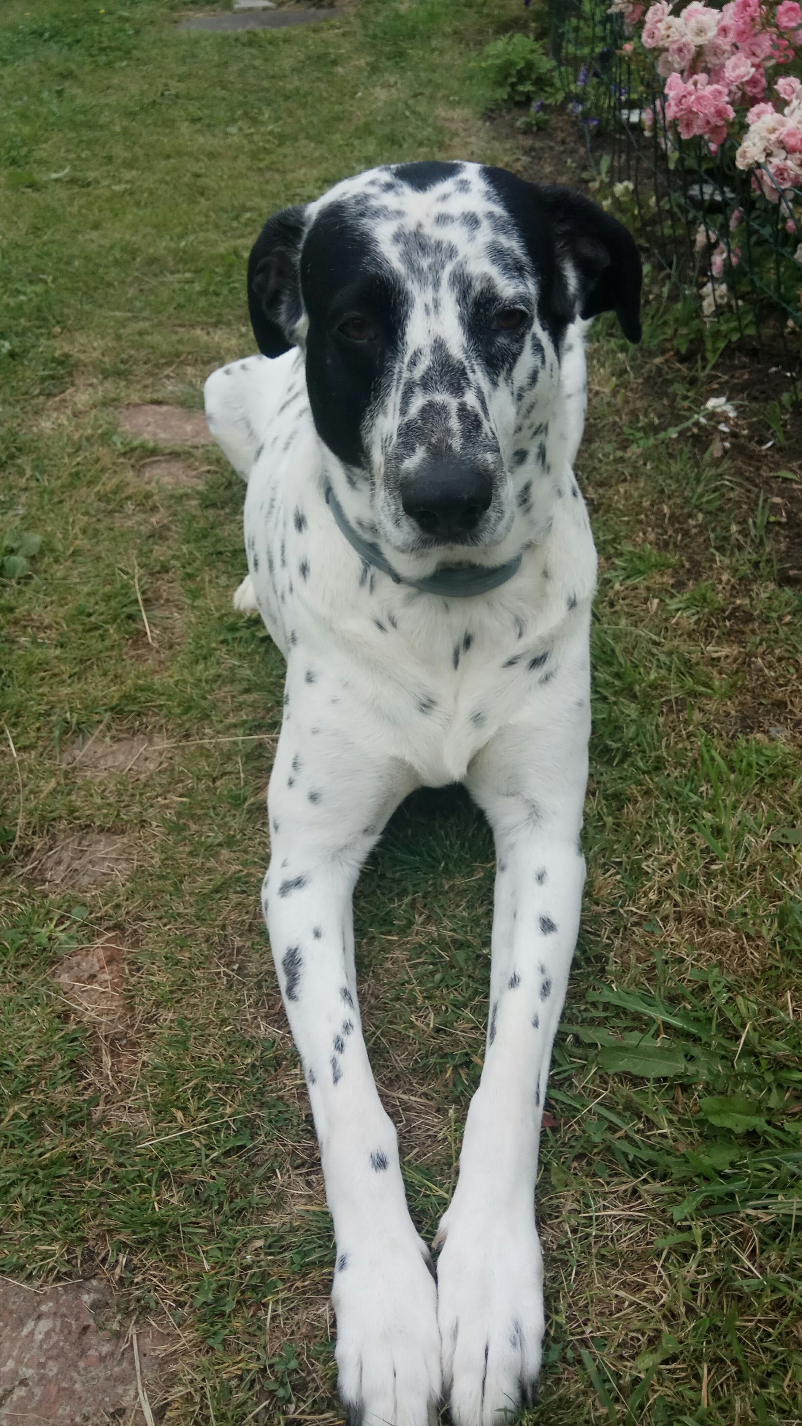 Well, I'm handsome!) - My, Dog, Dalmatian