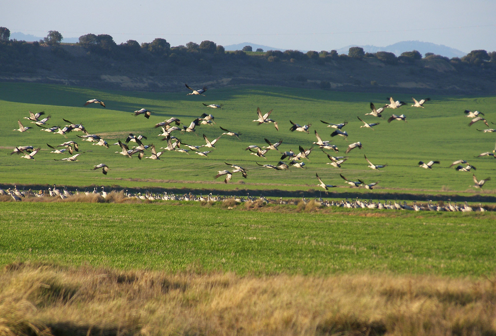 Spanish Outback: La Sotonera Reservoir and Migratory Cranes - My, Spain, Tourism, Cranes, Ornithology, Abroad, Living abroad, The photo, Longpost