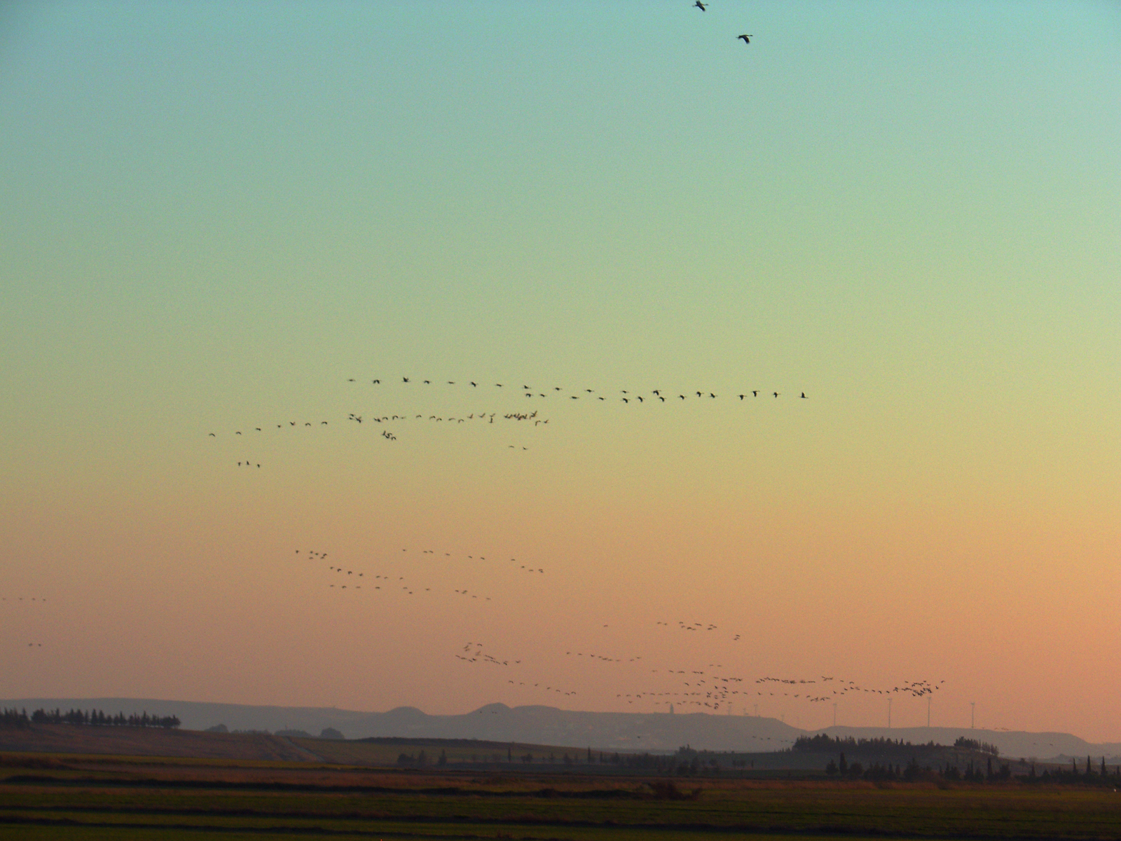 Spanish Outback: La Sotonera Reservoir and Migratory Cranes - My, Spain, Tourism, Cranes, Ornithology, Abroad, Living abroad, The photo, Longpost