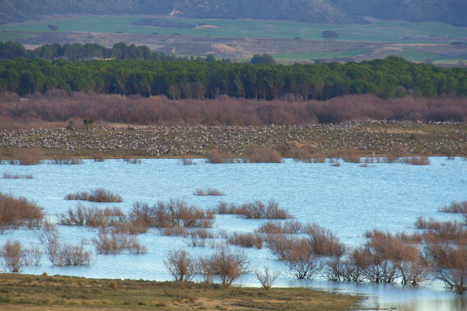 Spanish Outback: La Sotonera Reservoir and Migratory Cranes - My, Spain, Tourism, Cranes, Ornithology, Abroad, Living abroad, The photo, Longpost