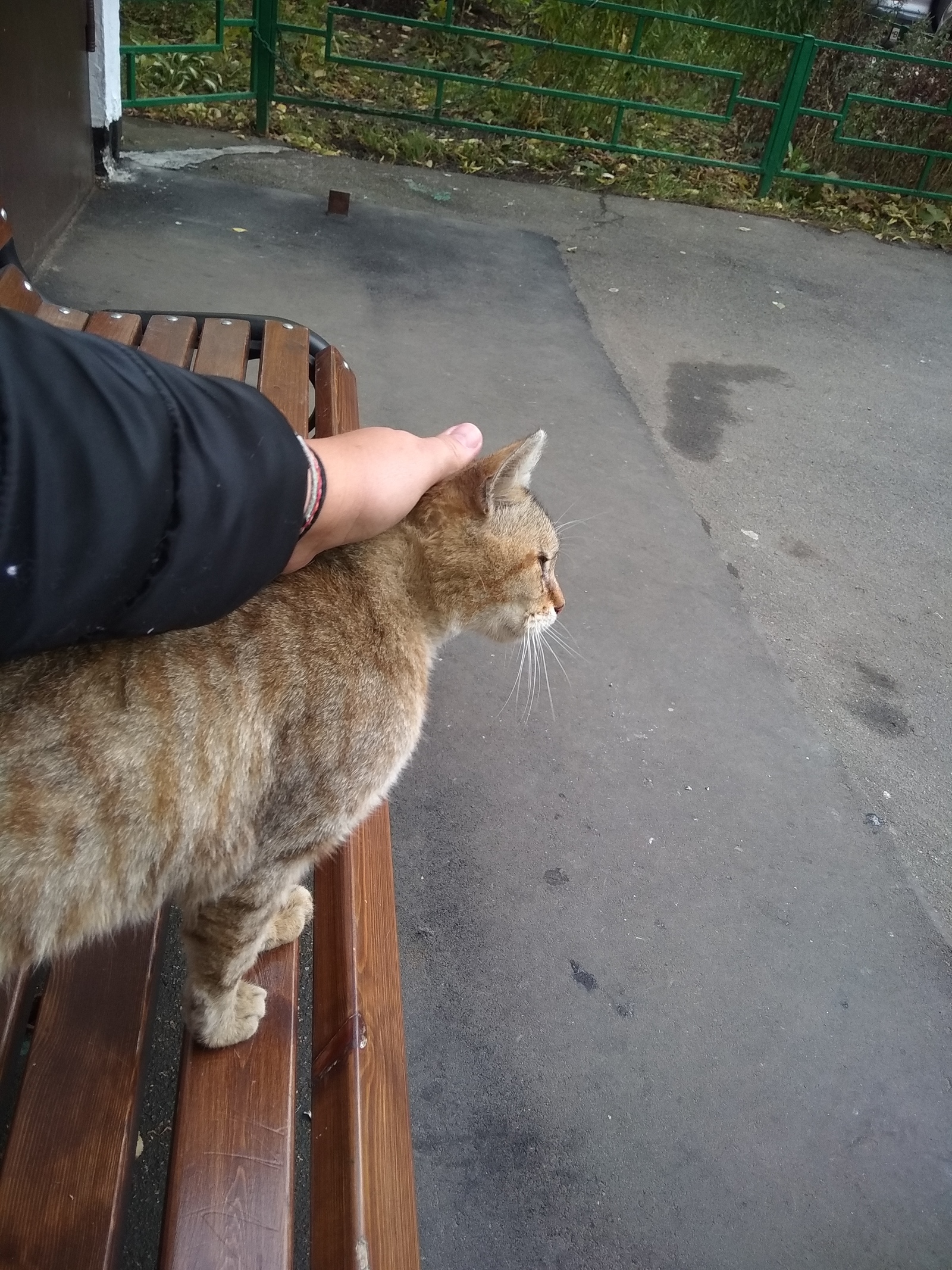 What if a miracle happens... - My, cat, Help, Helping animals, Longpost, Moscow, Mitino, In good hands