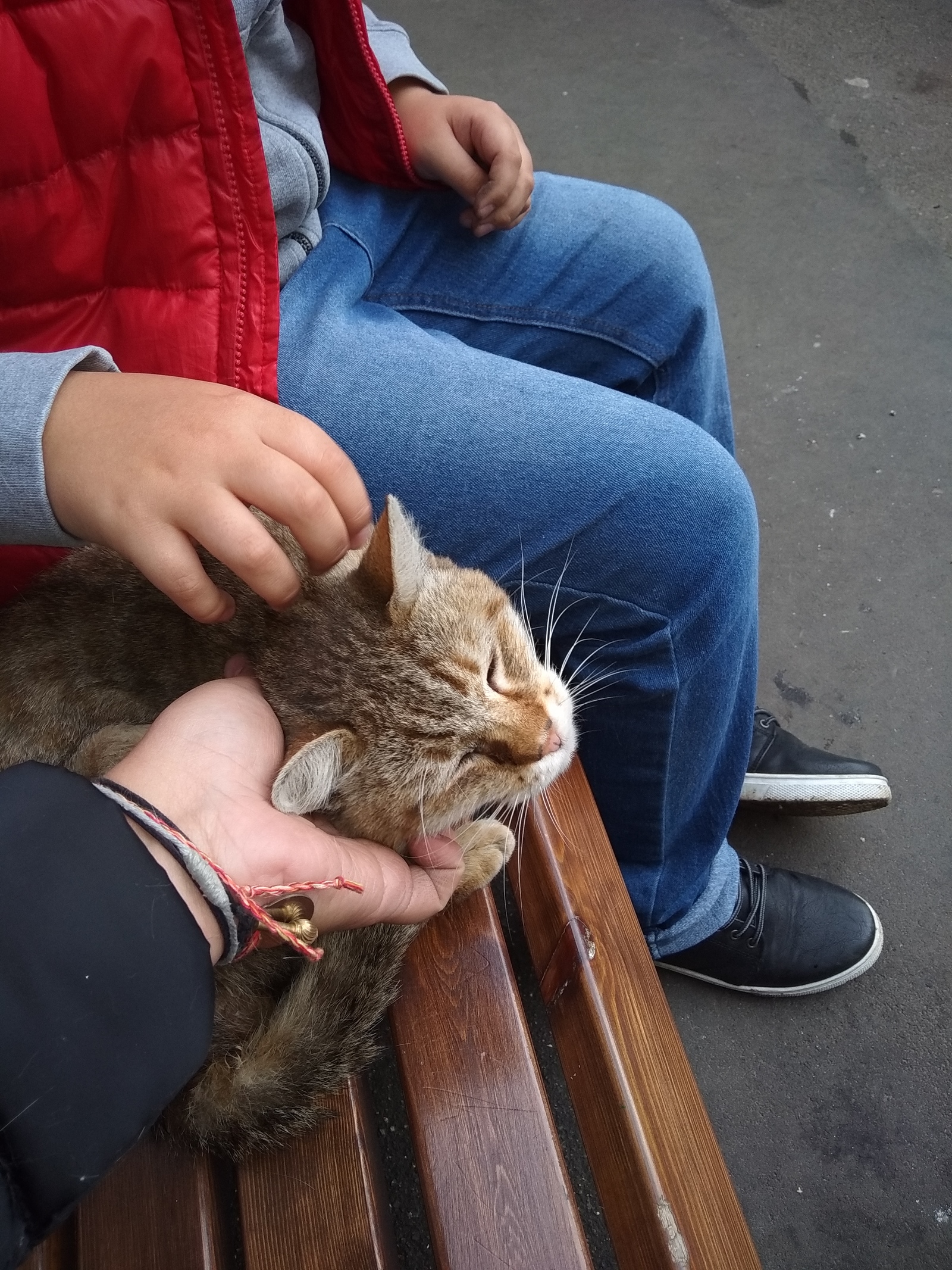 What if a miracle happens... - My, cat, Help, Helping animals, Longpost, Moscow, Mitino, In good hands