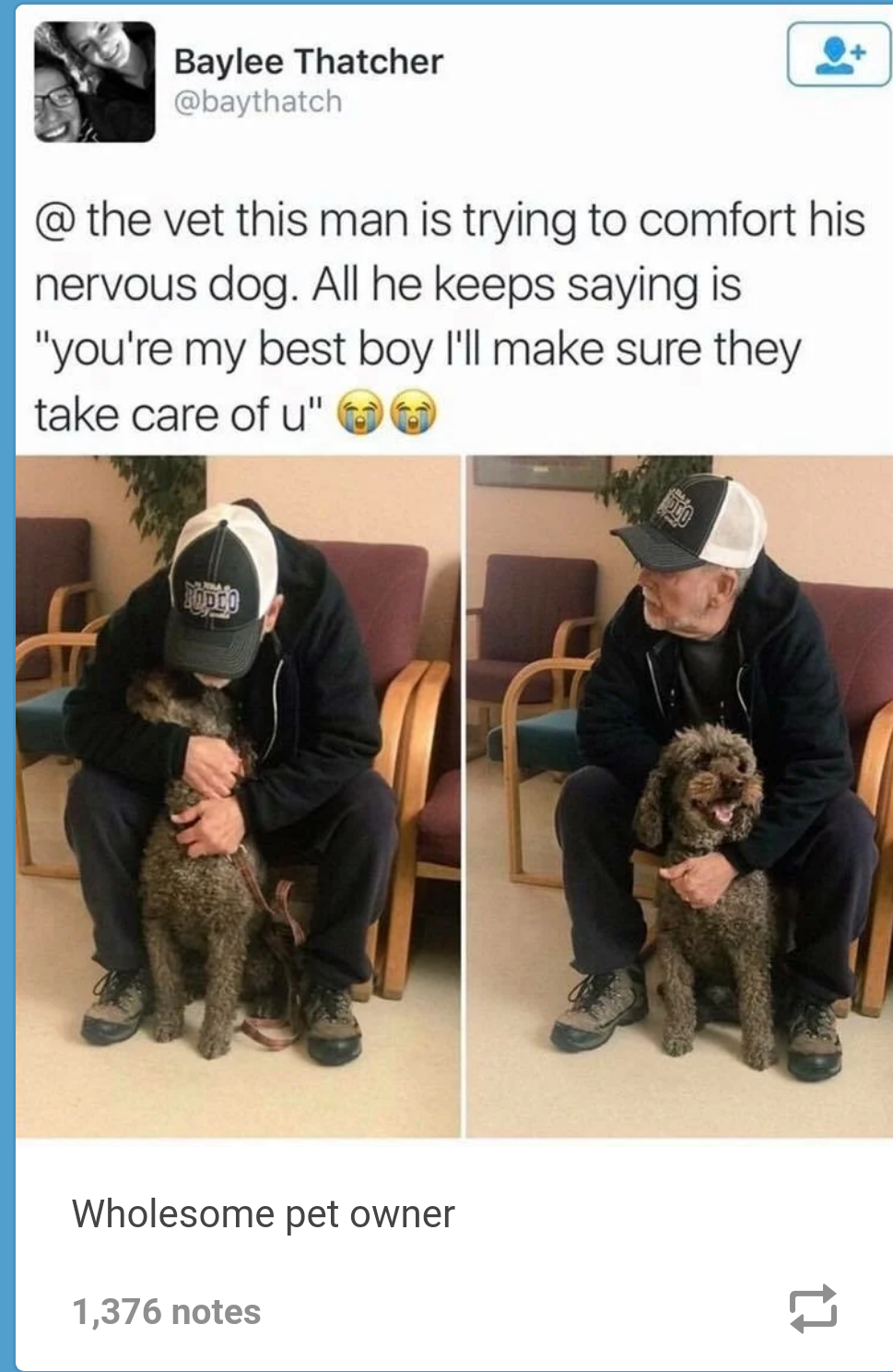 Everything will be fine - Dog, Calming down, Pets, Vet clinic, Twitter