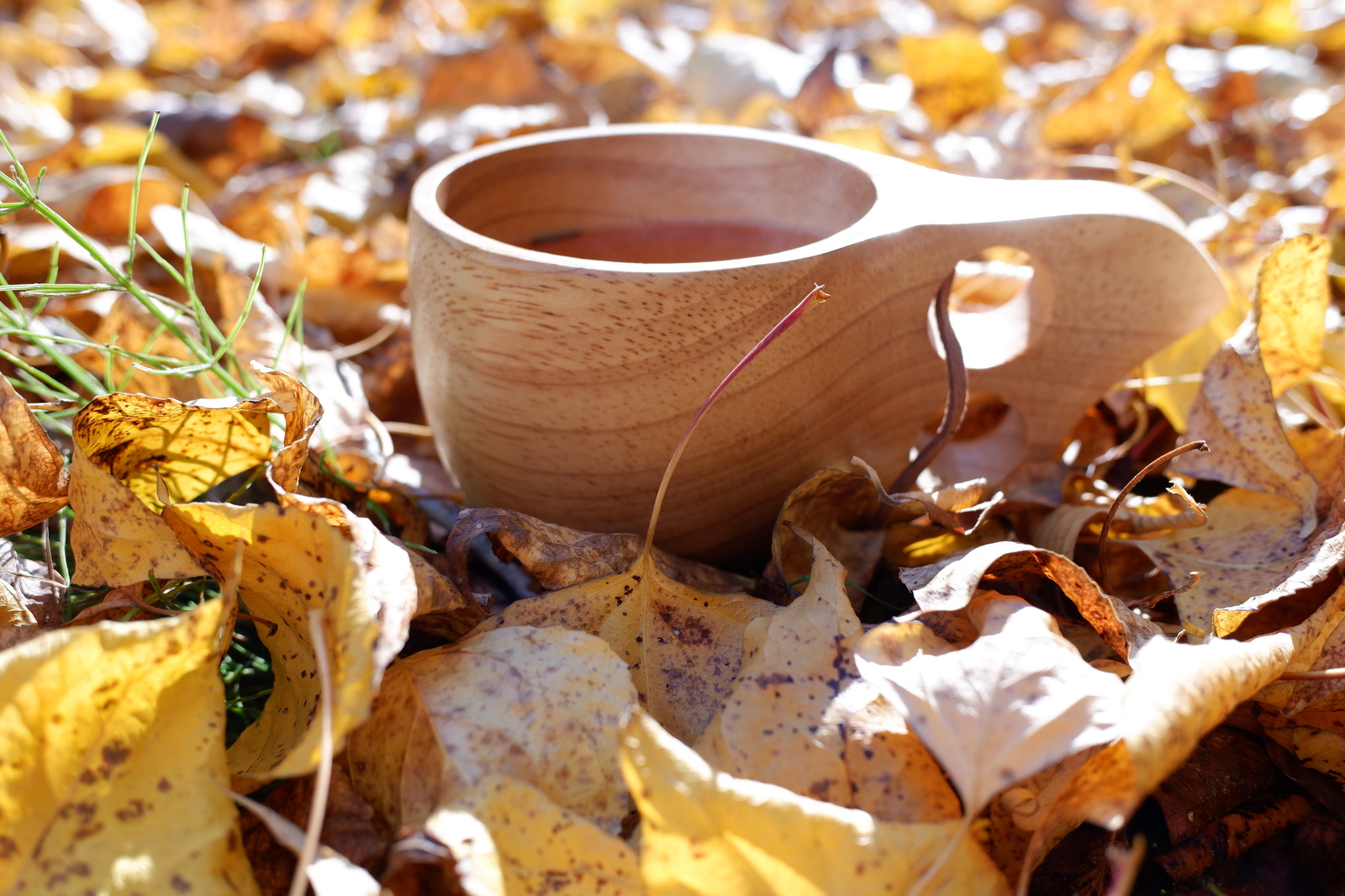 In yellow tones - My, The photo, Leaves, Beginning photographer, Fujifilm, Autumn, Kuksa, Nature, Siberia