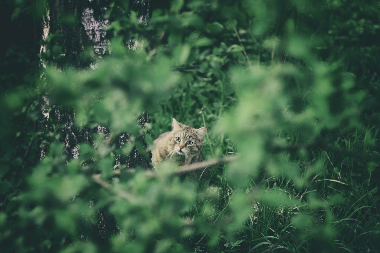 Шо, опять?! - Моё, Кот, Взгляд