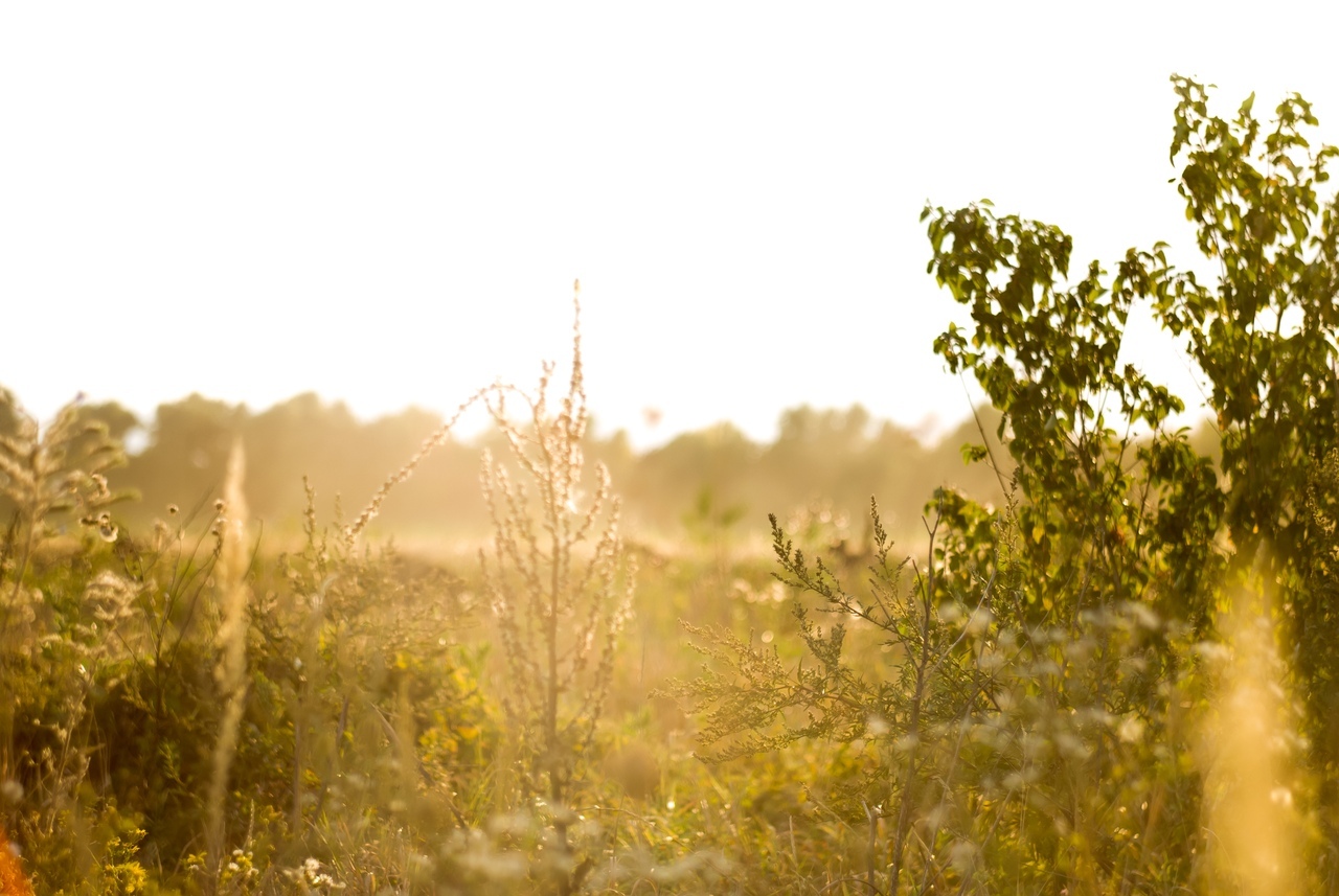 Summer - My, Summer, Helios 44m, Grass, Tree, The sun, The photo, Helios 44m