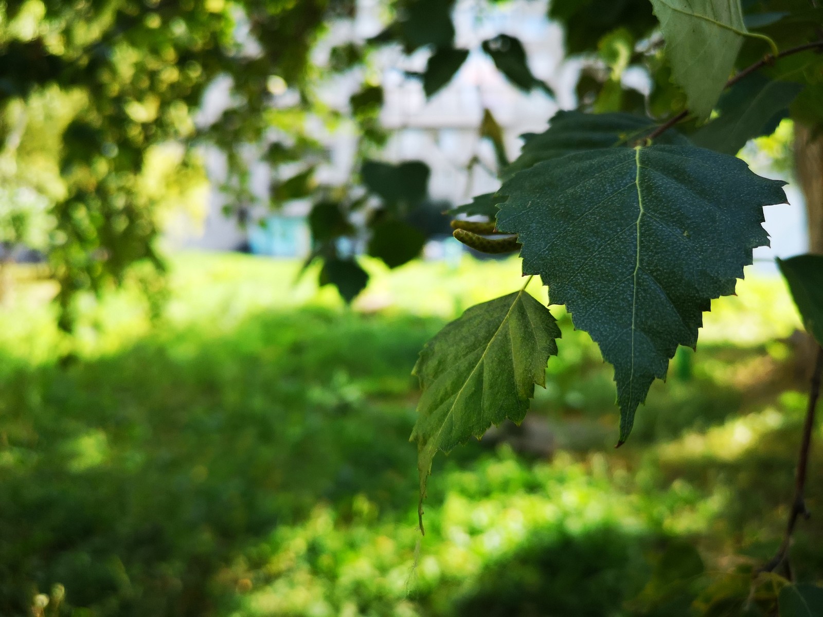 On the way to the store - My, Leaves, White birch, Photo on sneaker