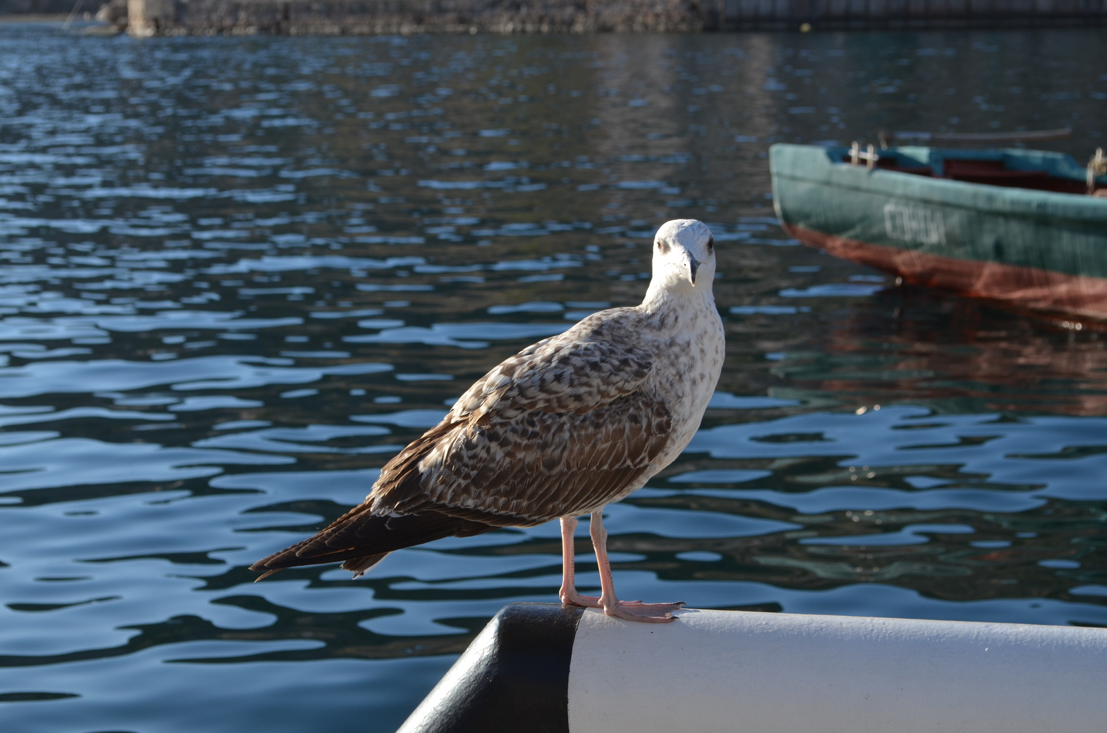 Seagull and fisherman. - My, Seagulls, Fishermen, Balaclava, The photo