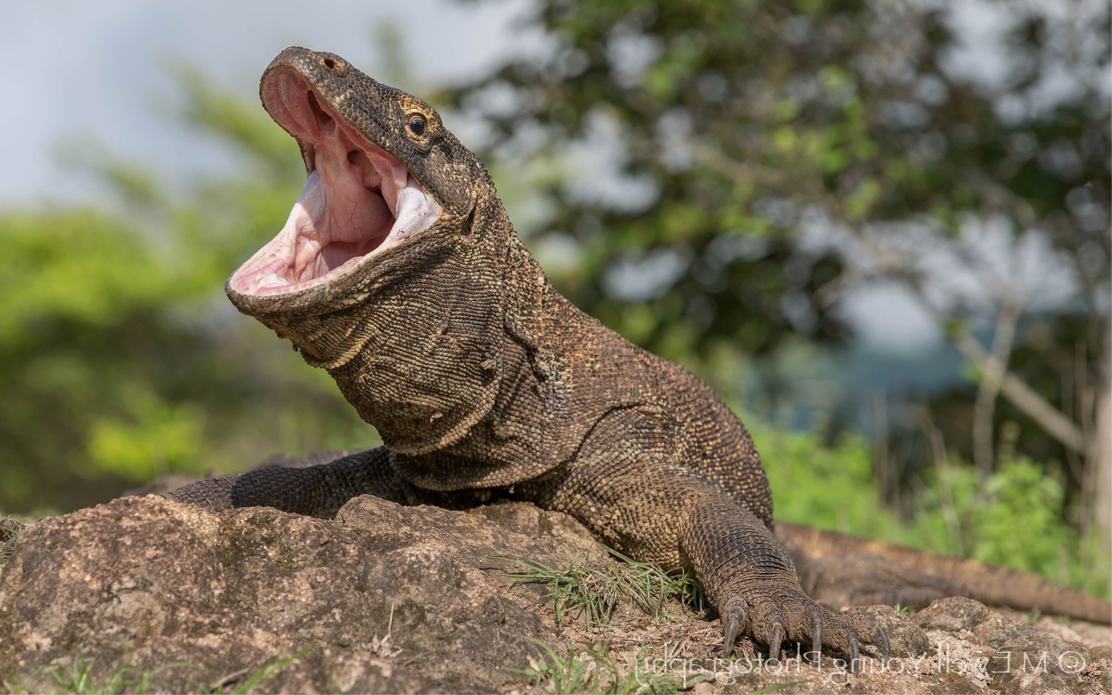 Комодский дракон, что заставляет местных рыдать от страха | Пикабу