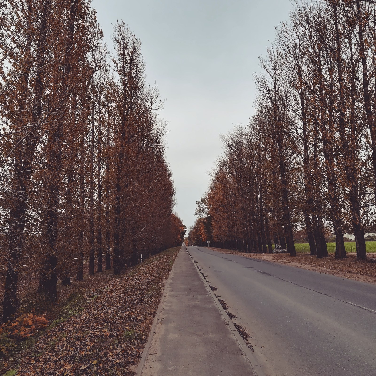 Autumn in Belarus - My, Nature, Autumn, The photo, Longpost