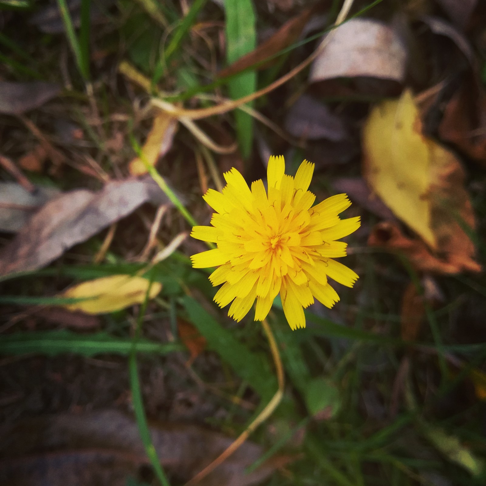 Autumn in Belarus - My, Nature, Autumn, The photo, Longpost