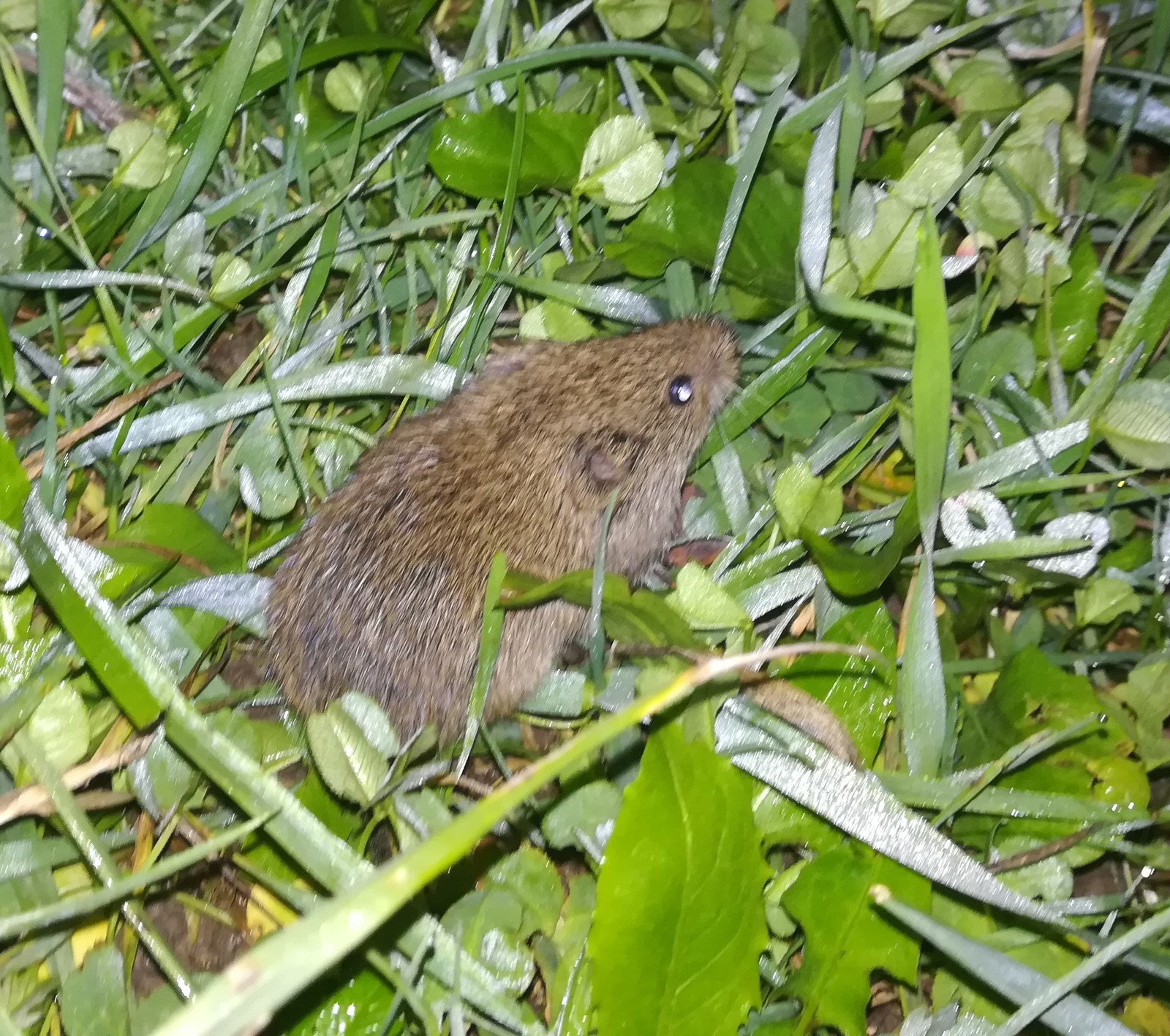 Here is such a miracle photographed at night. - My, Mouse, The photo, Grass