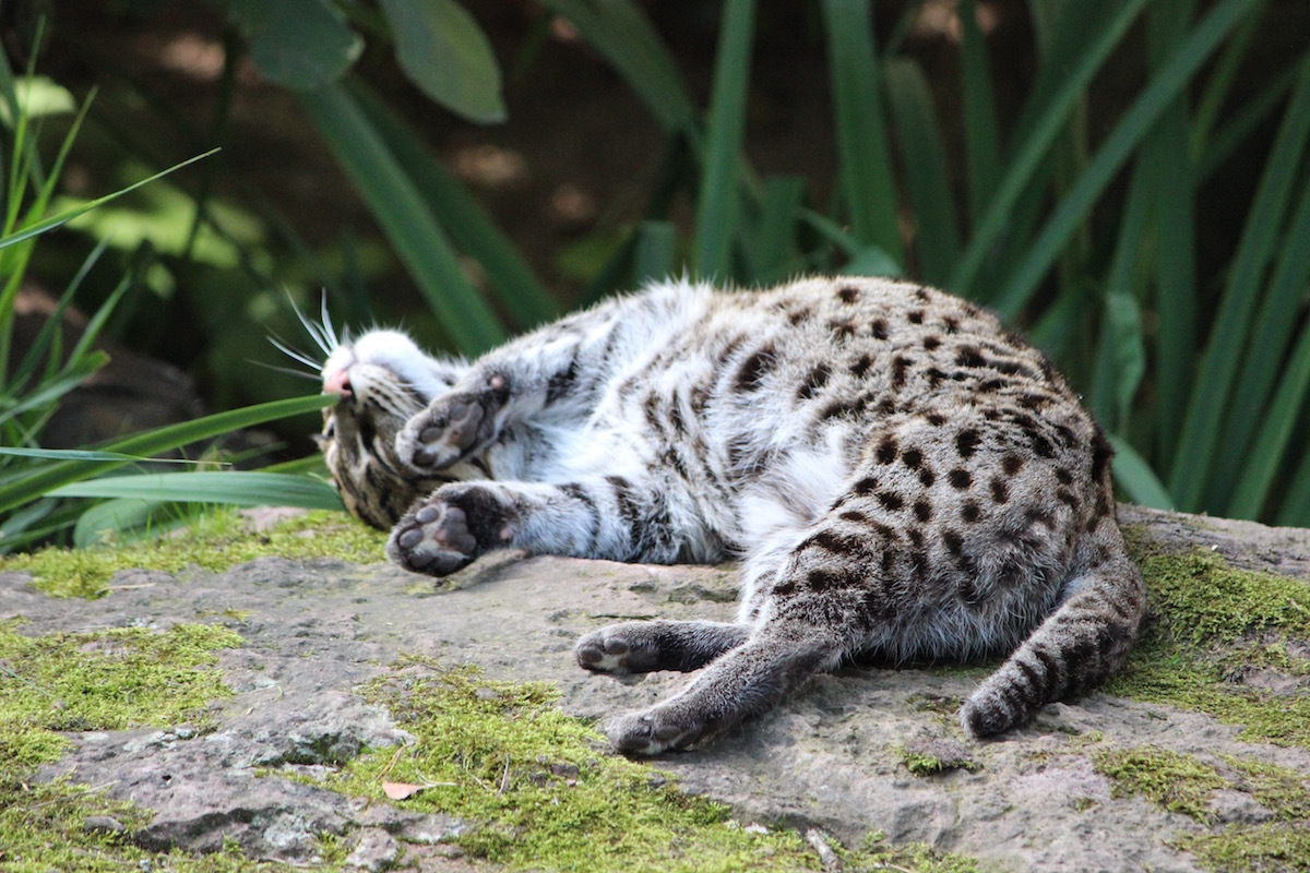 Fishing cat, or spotted cat (lat. Prionailurus viverrinus) - My, Wild land, Animals, Nature, Fishing Cat, Interesting, Longpost, Video, cat