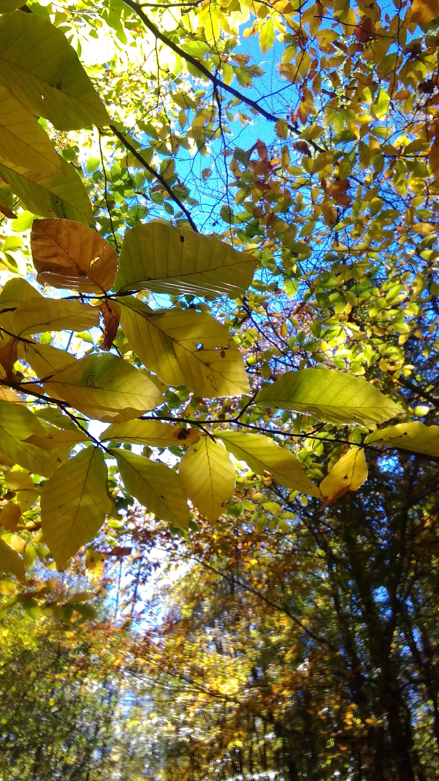 Осень В Краснодарском Крае Фото