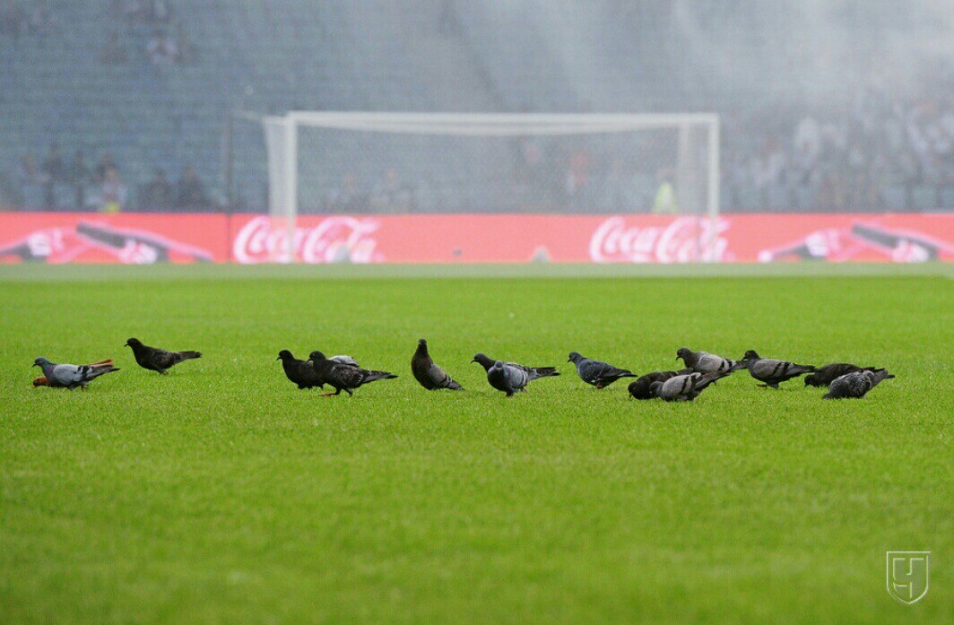 Pigeons at the match Russia-Turkey - The photo, Pigeon, Football, Russia, Turkey