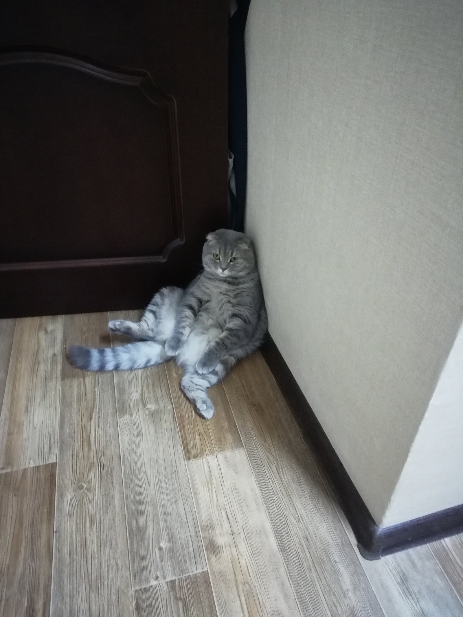 Cupcake) A favorite who always sits comfortably) - My, cat, Longpost, Pose