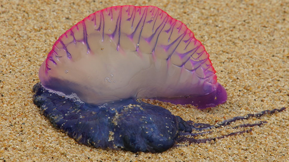 The Most Dangerous Jellyfish You Should Never See - Nature, Jellyfish, Danger, Longpost