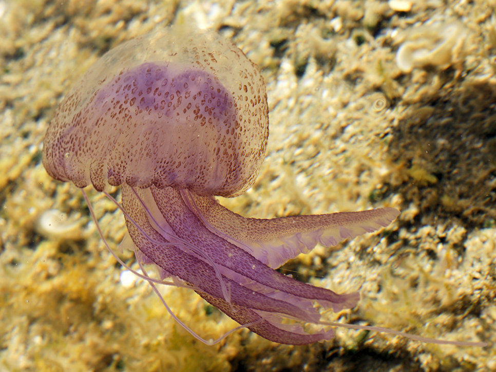 The Most Dangerous Jellyfish You Should Never See - Nature, Jellyfish, Danger, Longpost