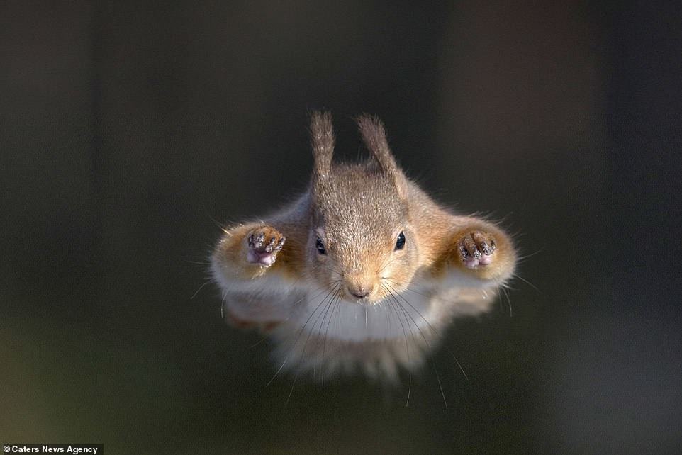 Nothing special, just a superhero flying squirrel - Squirrel, Fly, Superheroes, Scotland, The photo