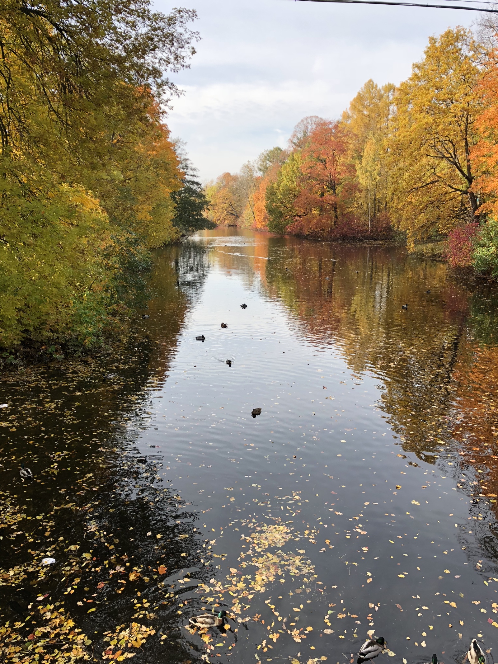 Autumn colors - My, Autumn, Pond, , Nature, The park, Longpost