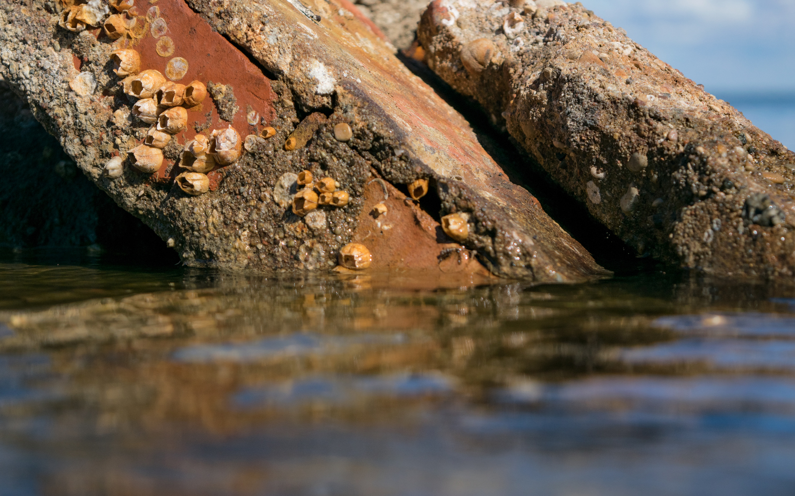 Baltic details - Моё, Фотография, Море, Начинающий фотограф, Природа, Балтийская коса, Длиннопост