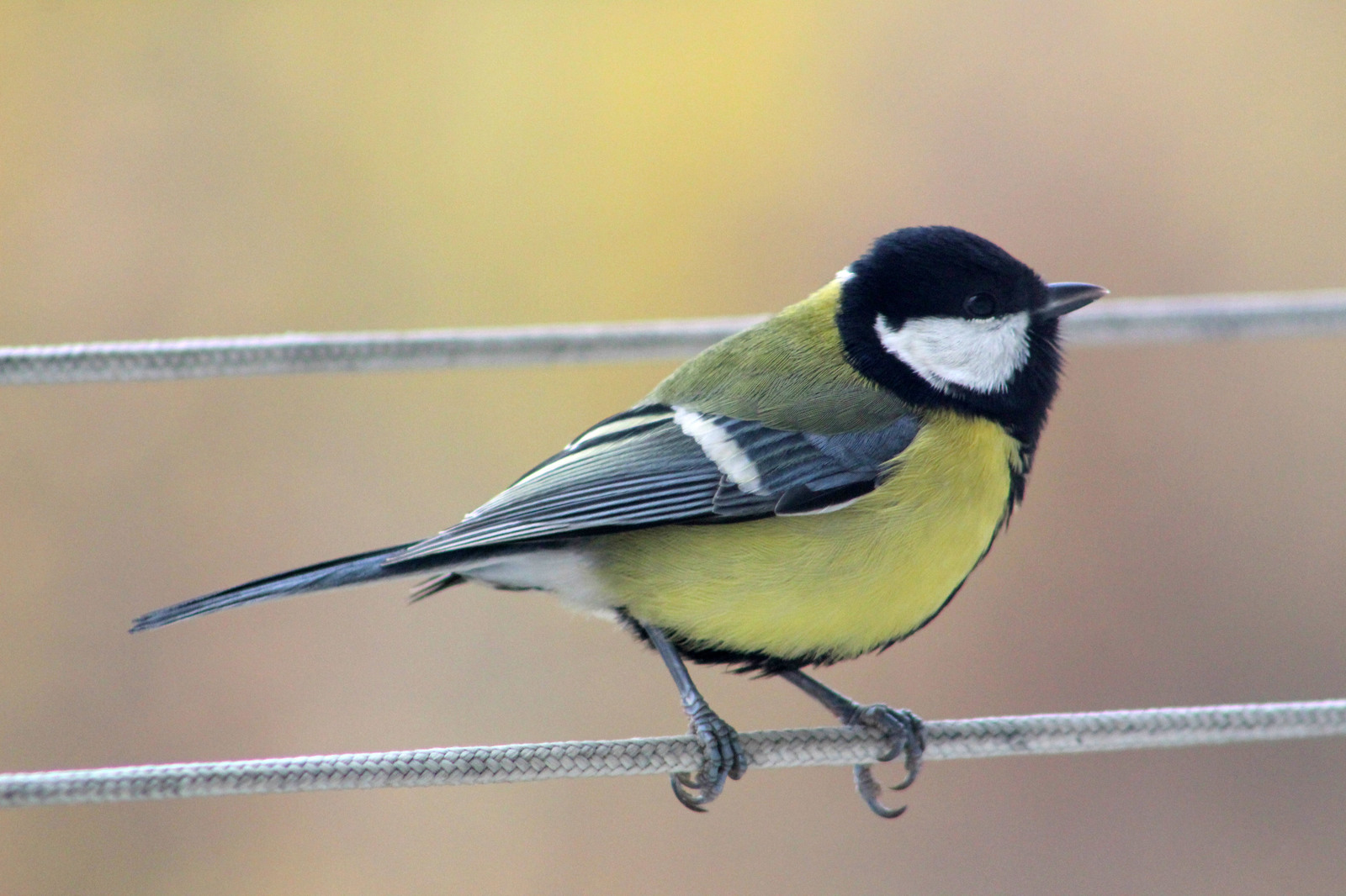 Where's the food? - My, Tit, Birds