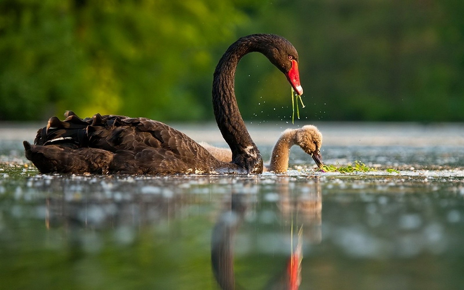 Black swan | The longest... - My, Wild land, Animals, Nature, Interesting, Longpost, Birds, Ornithology