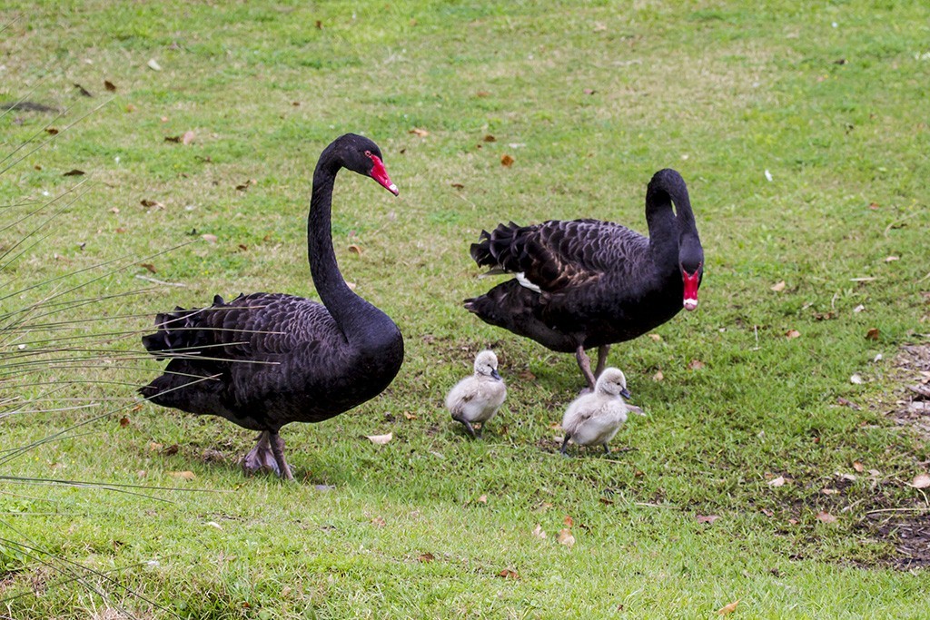 Black swan | The longest... - My, Wild land, Animals, Nature, Interesting, Longpost, Birds, Ornithology