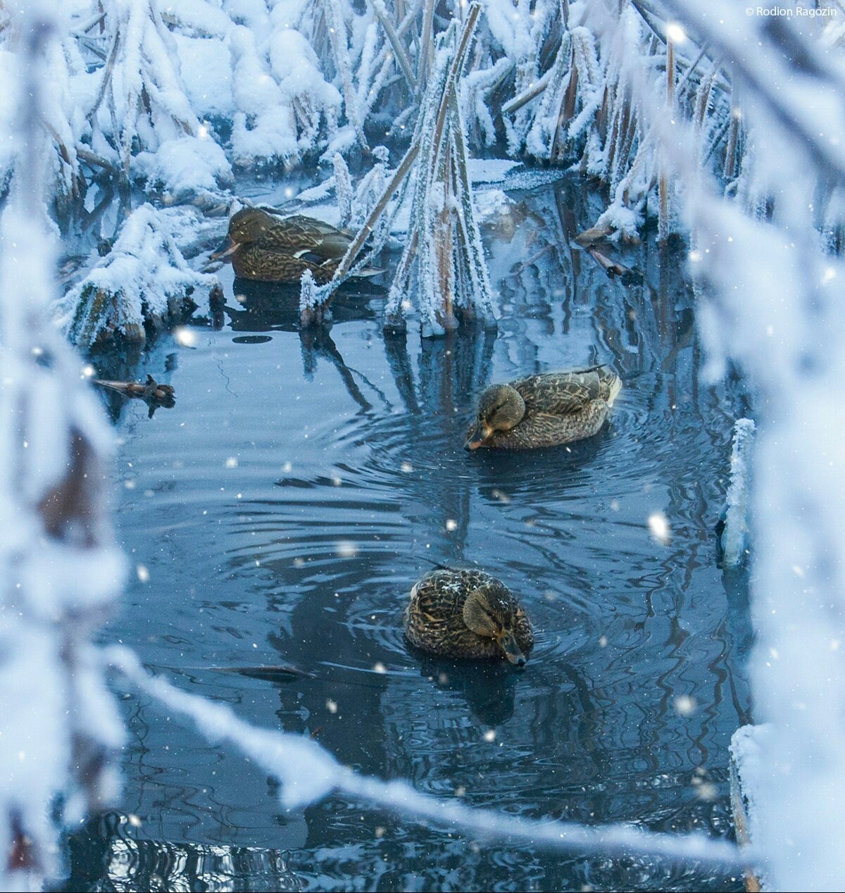 Синий холод - Моё, Утка, Пермь, Природа, Зима, Фотография