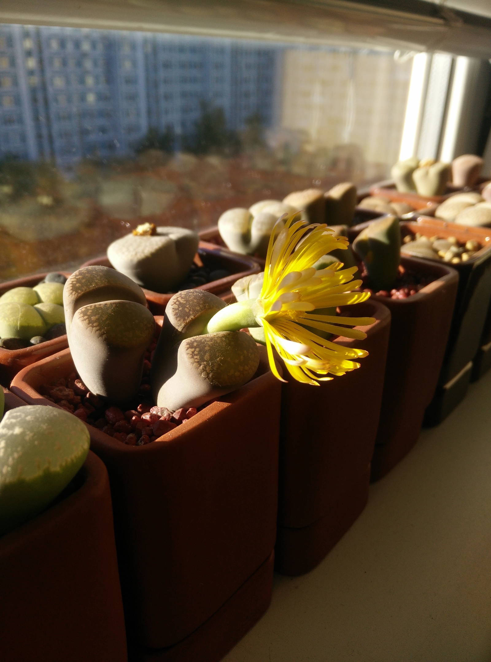 Autumn is a time to be sad - My, Lithops, Lithops, Flowers, Longpost