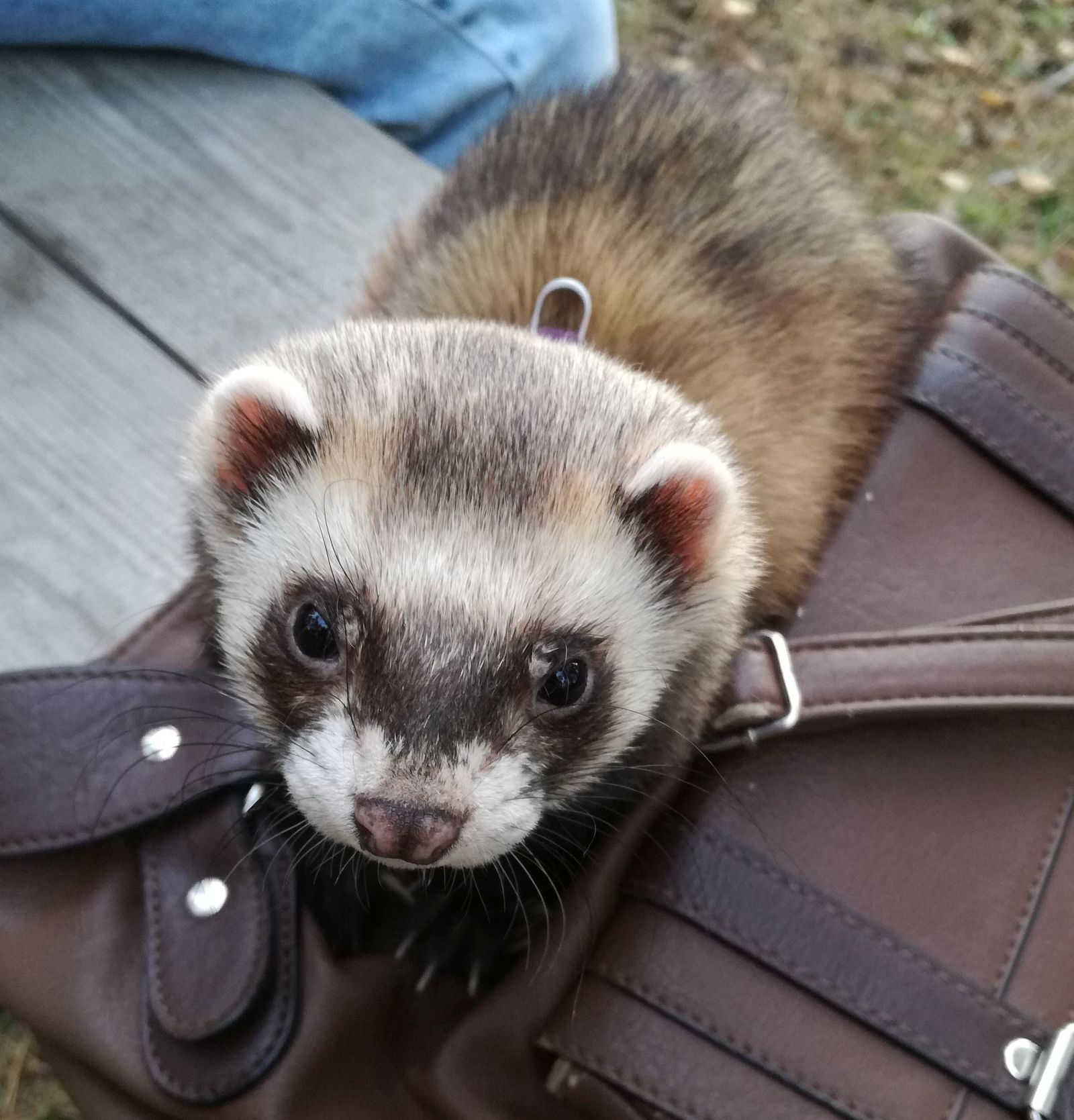 Ferret to help you. - My, Ferret, Airsoft, Paintball, October, Weekend, Longpost