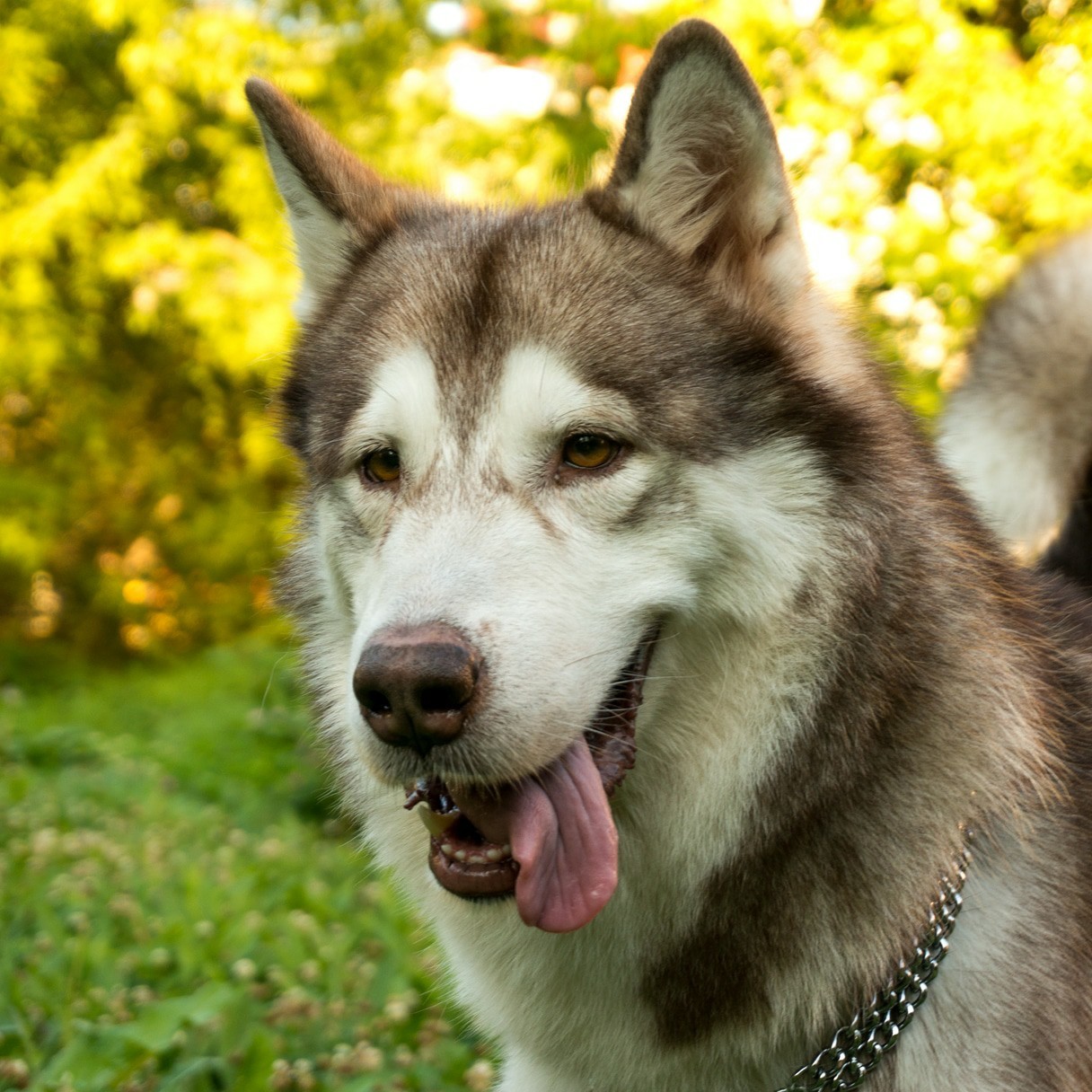 I want to share with you my was-became) - My, Dog, Dogs and people, Alaskan Malamute, It Was-It Was, Longpost