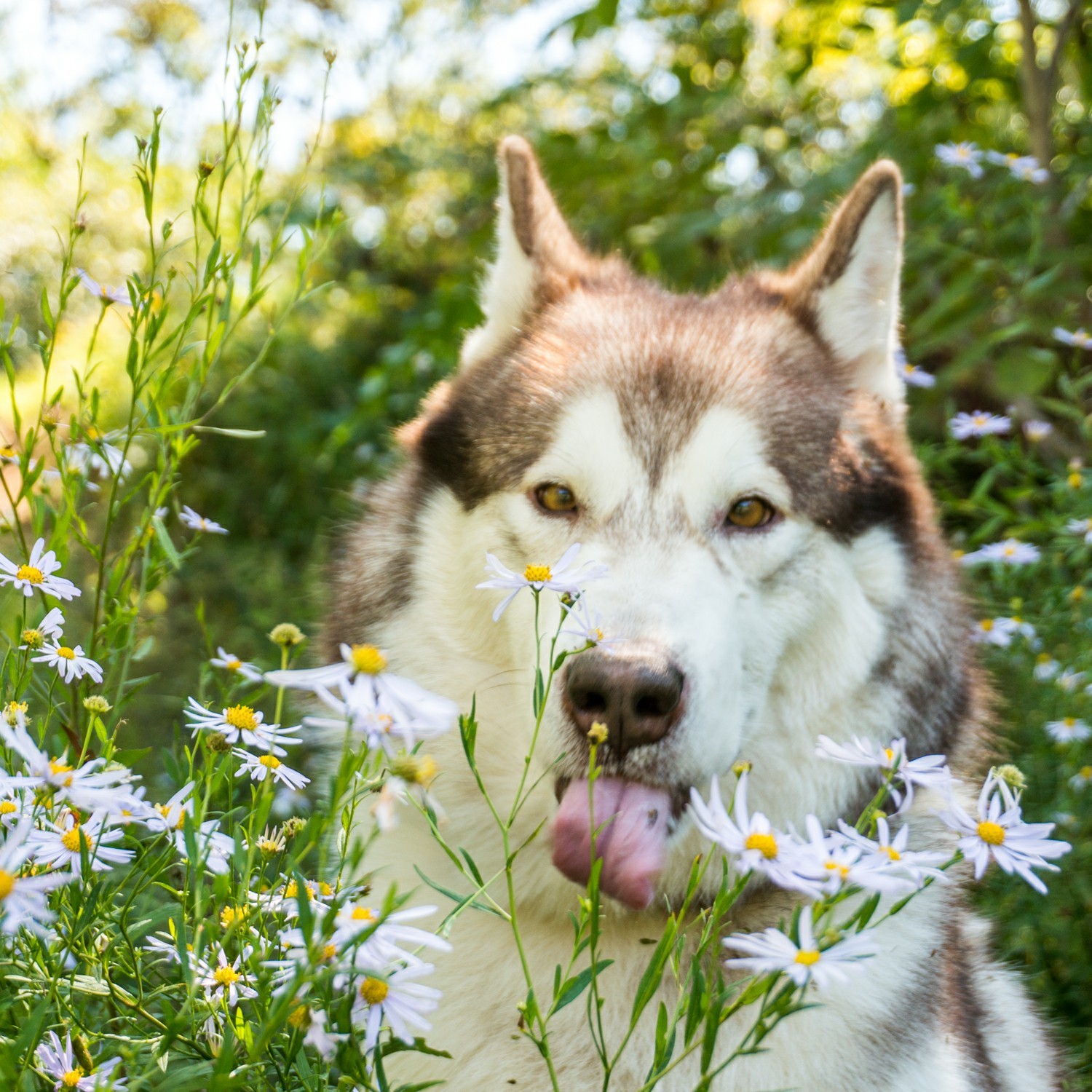 I want to share with you my was-became) - My, Dog, Dogs and people, Alaskan Malamute, It Was-It Was, Longpost