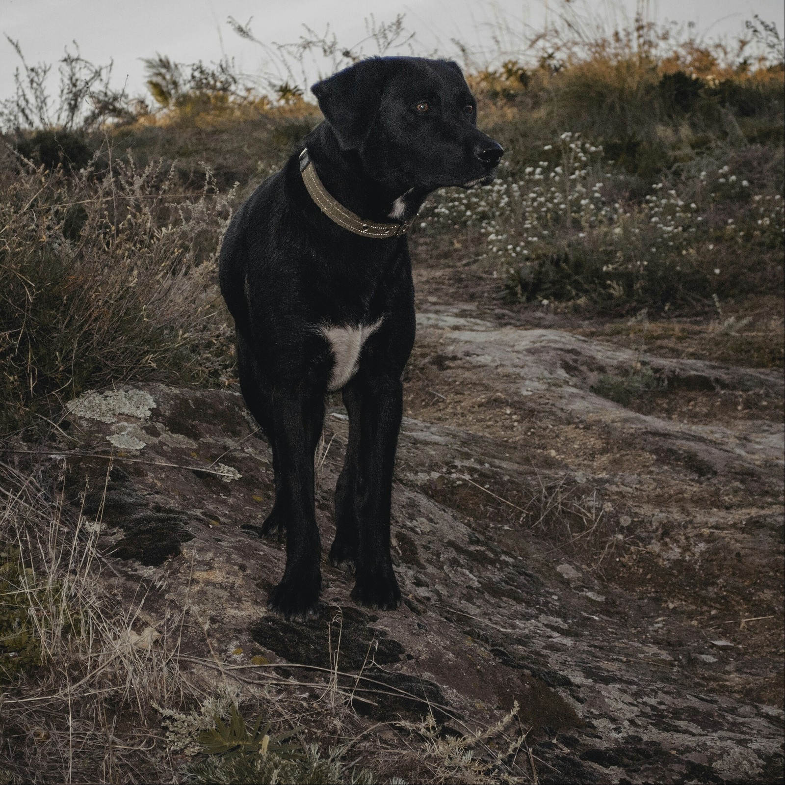 Ray on a walk - The photo, Dog, Walk