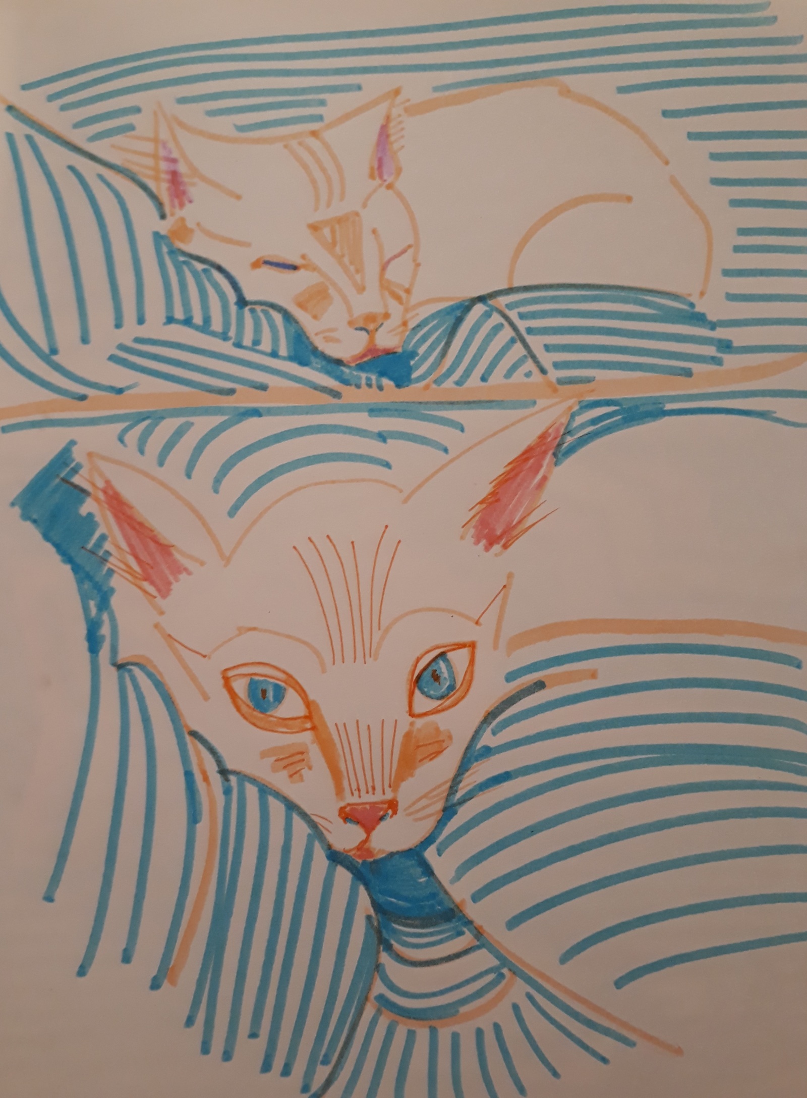 On the topic of cats - My, cat, Sketch, Tricolor cat, Marker, Drawing, Longpost, Thai cat