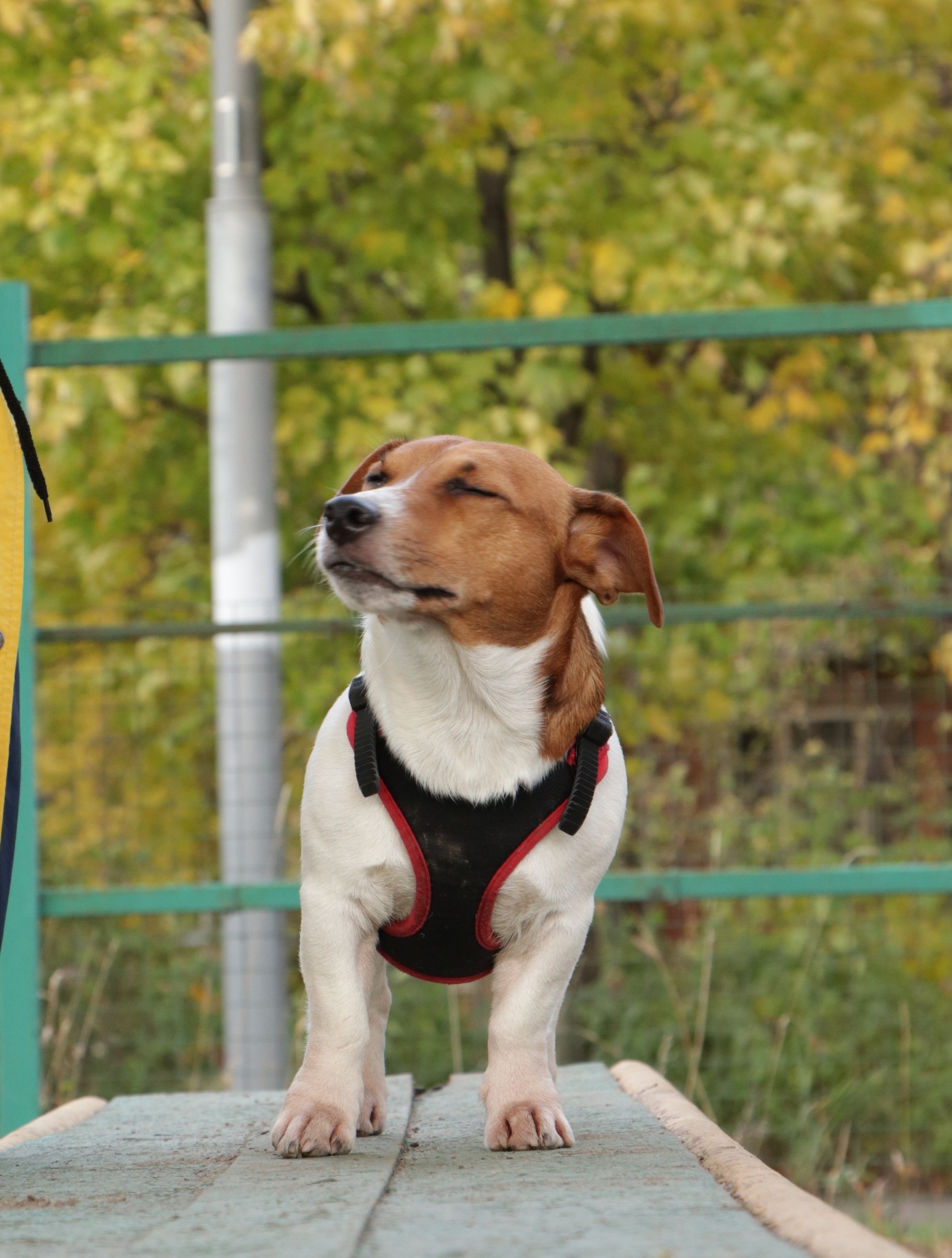 When you find out who's a good boy - My, Dog, Jack Russell Terrier, Happiness