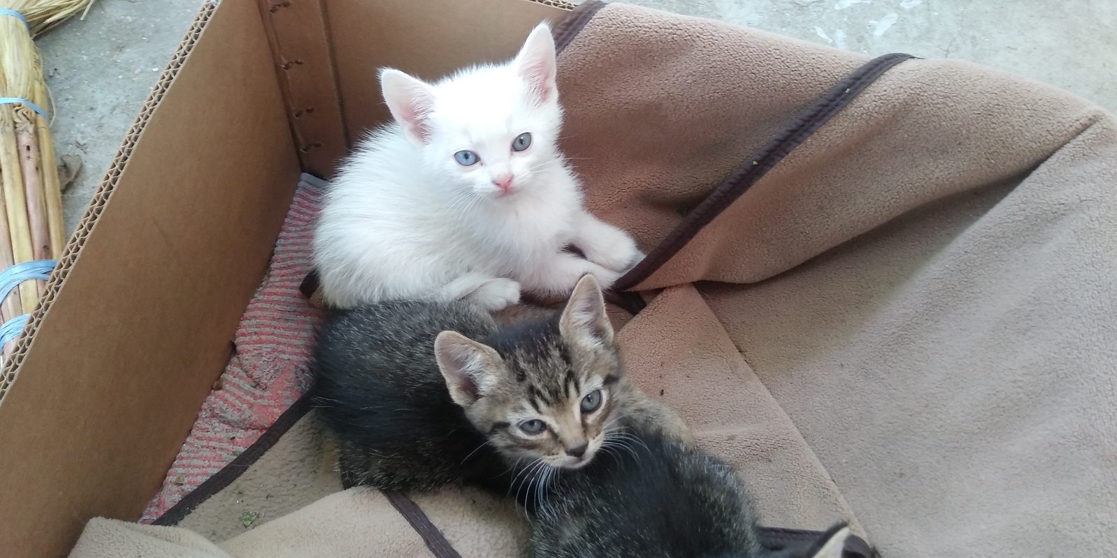 Kittens in good hands!! - My, Kittens, cat, I will give, In good hands, Is free, Anapa, Longpost, No rating