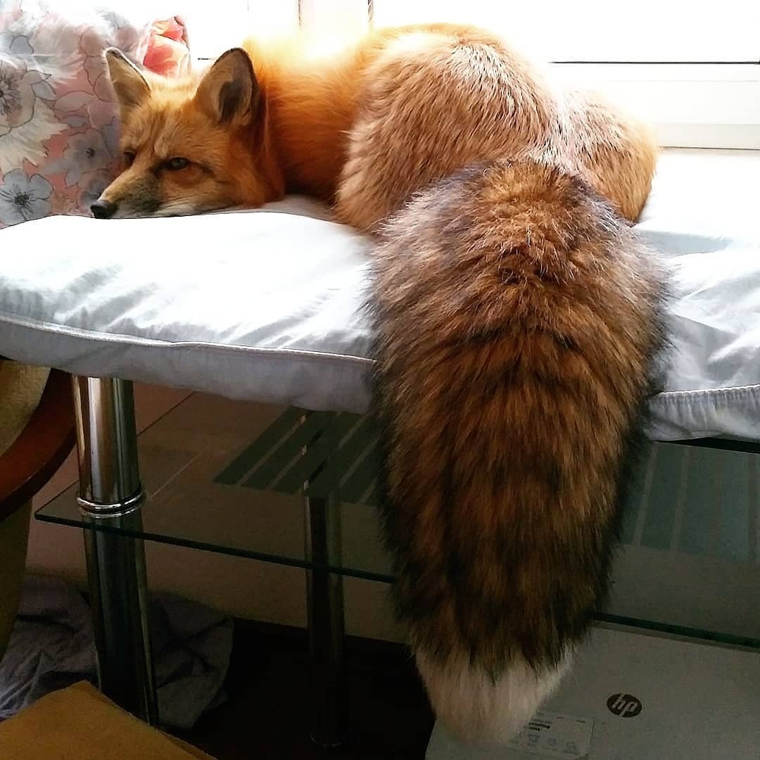 His tail ^.^ - Fox, Tail, Milota, Animals, The photo