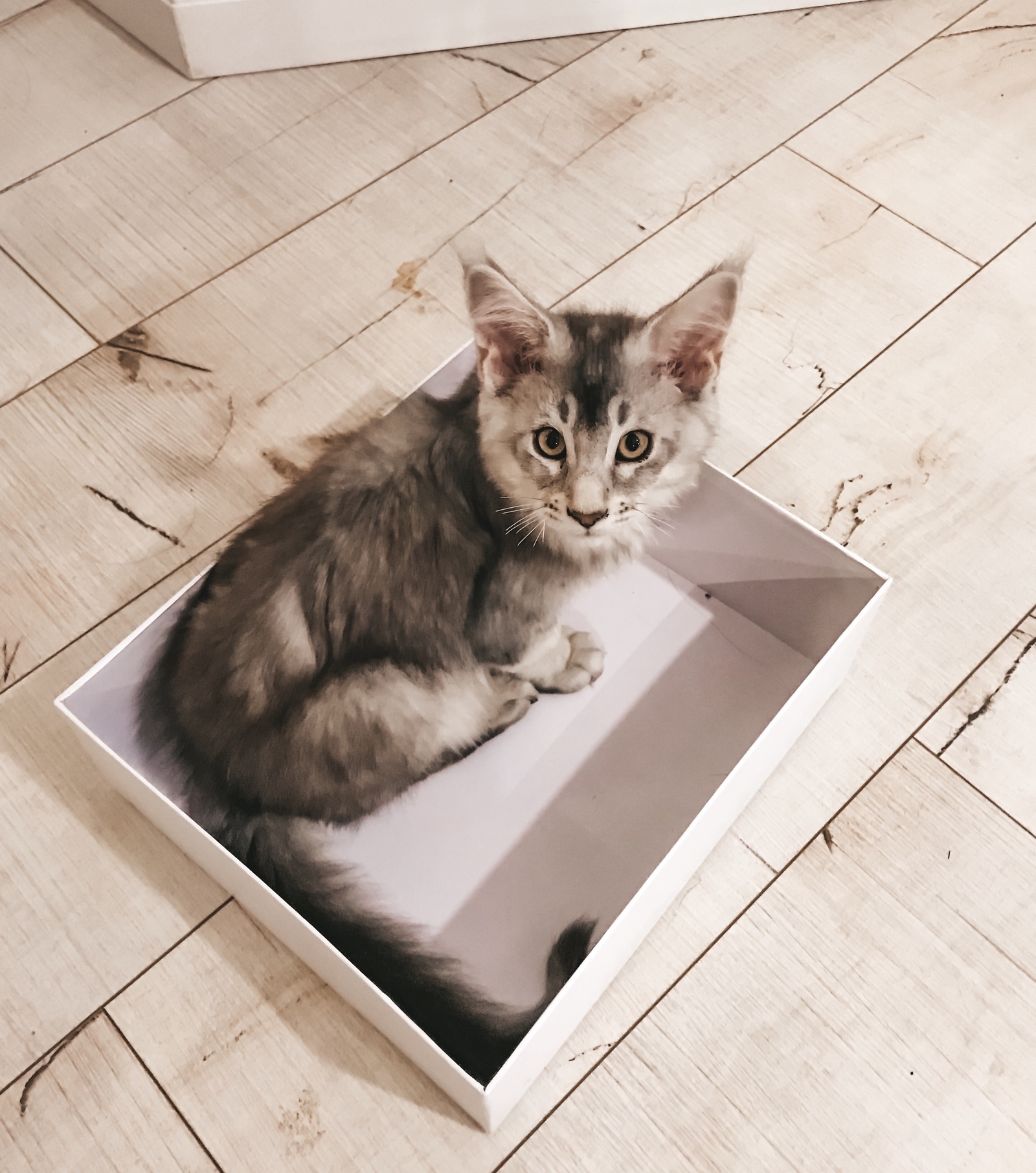 From time immemorial, people have known and passed on this secret knowledge to their descendants: a box is the surest trap for cats - My, Caracal, cat, Box, Longpost, Maine Coon