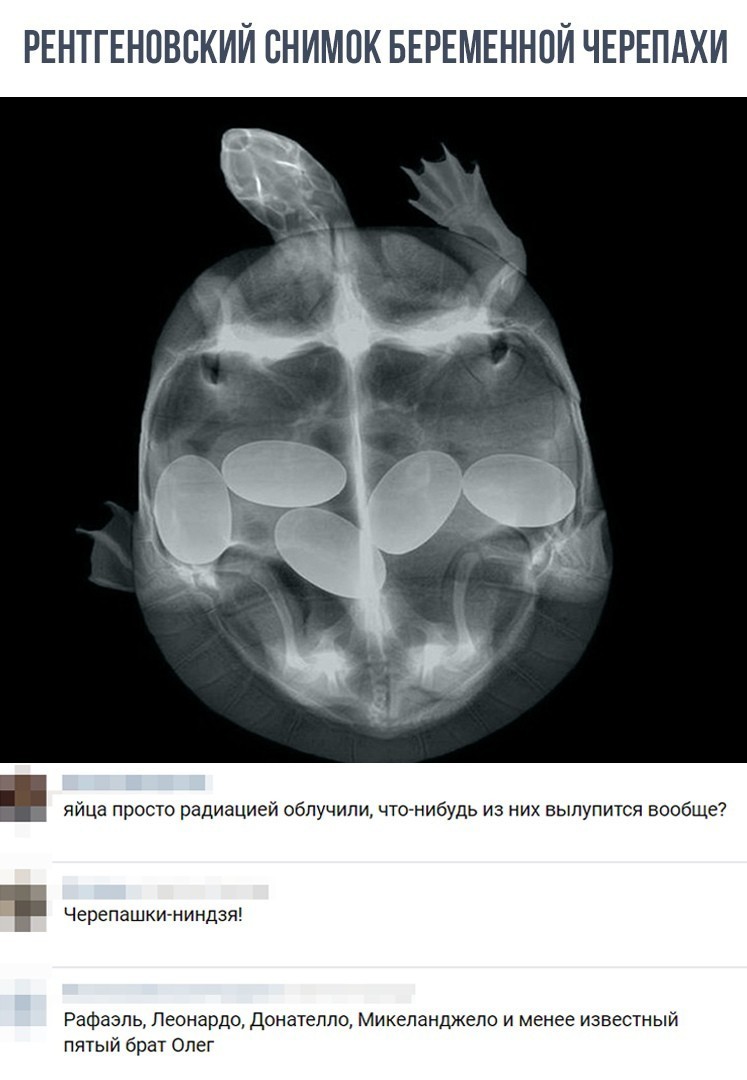 X-ray of a turtle - Turtle, X-ray, Pregnancy, Comments