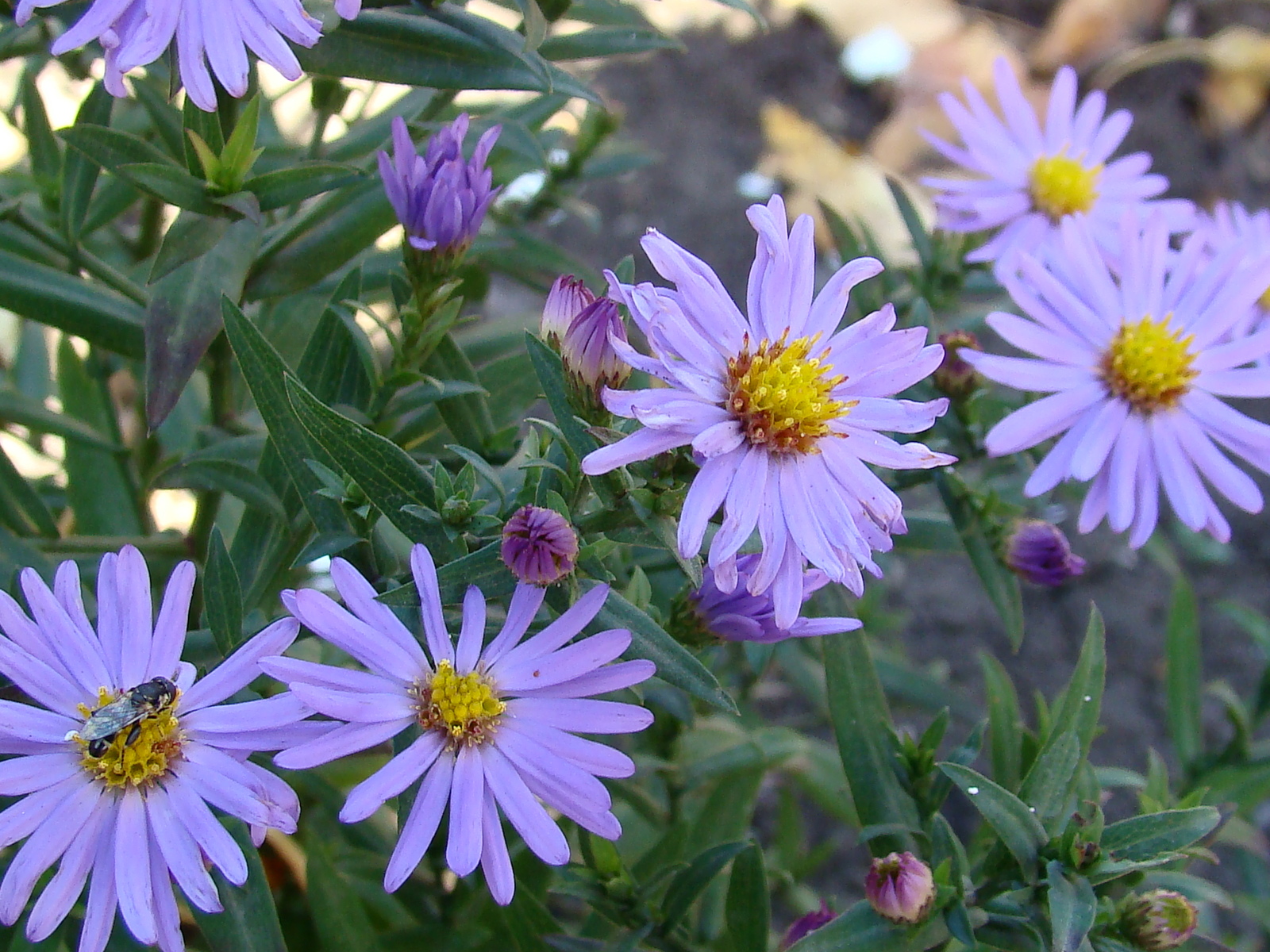 Autumn. - My, The photo, Longpost, Autumn, Flowers